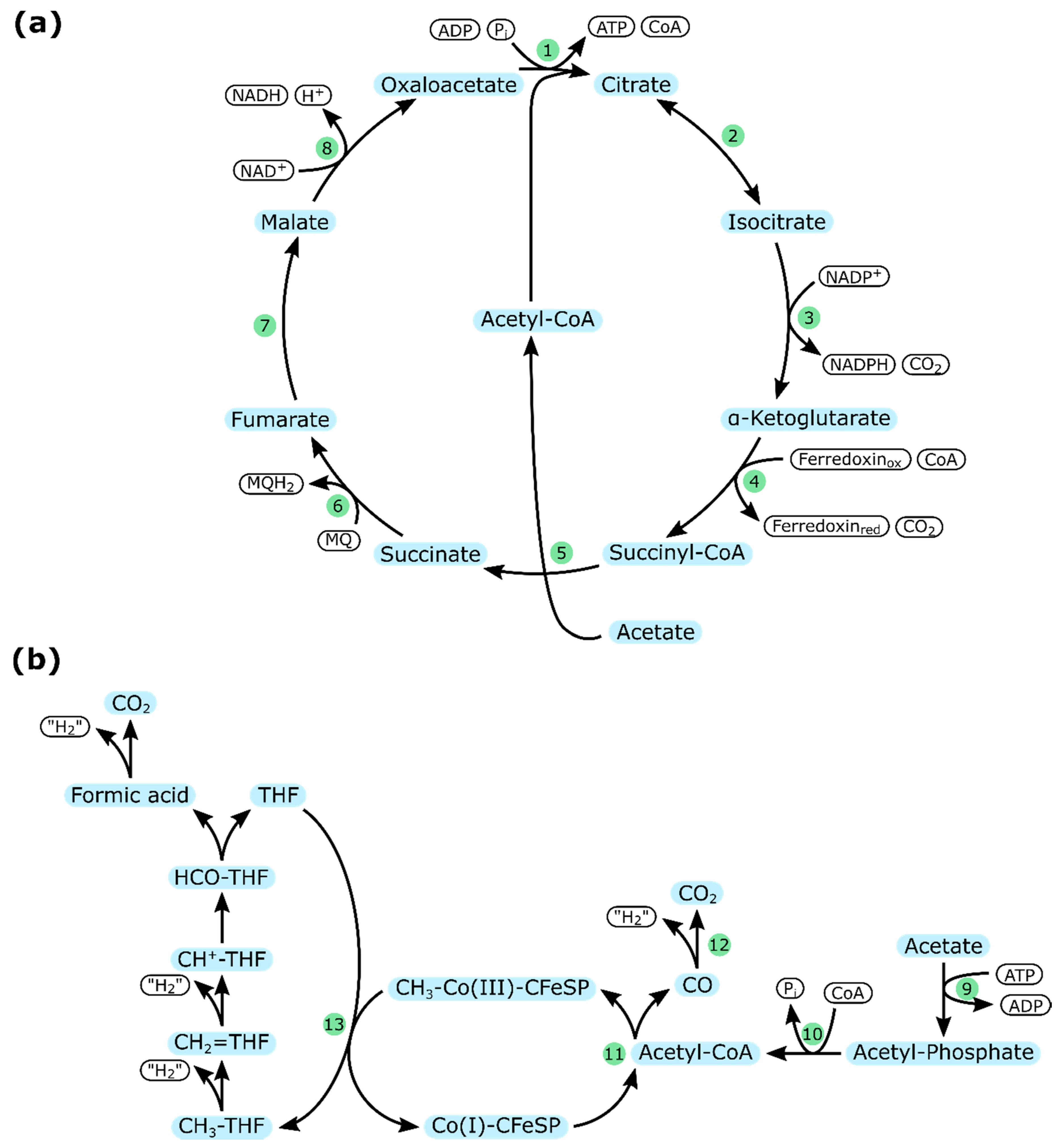 Ijms 21 08777 g004 Ijms 21 08777 g004