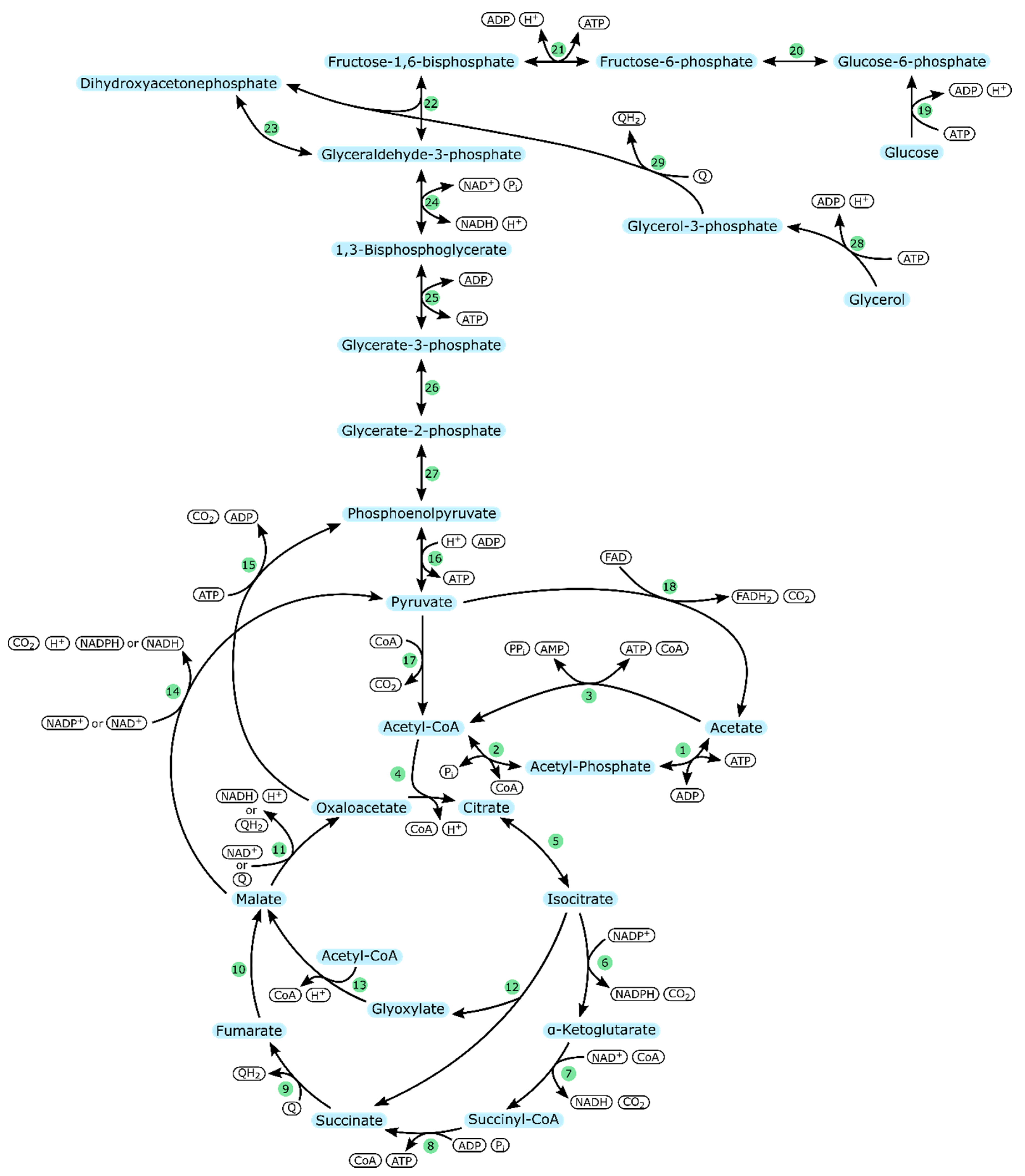 Ijms 21 08777 g005 Ijms 21 08777 g005