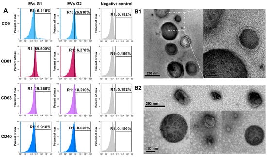 Ijms Free Full Text Micrornas From Extracellular Vesicles Secreted By Bovine Embryos As Early Biomarkers Of Developmental Competence Html