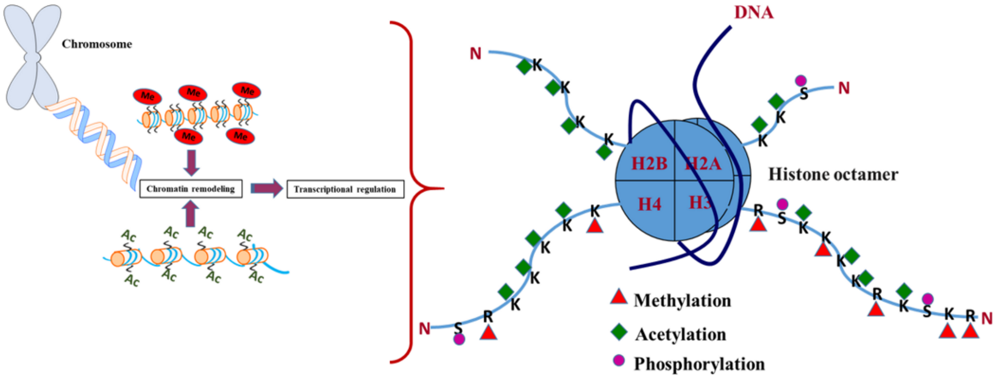 IJMS | Free Full-Text | The Role of Histone Acetylation-/Methylation-Mediated  Apoptotic Gene Regulation in Hepatocellular Carcinoma | HTML