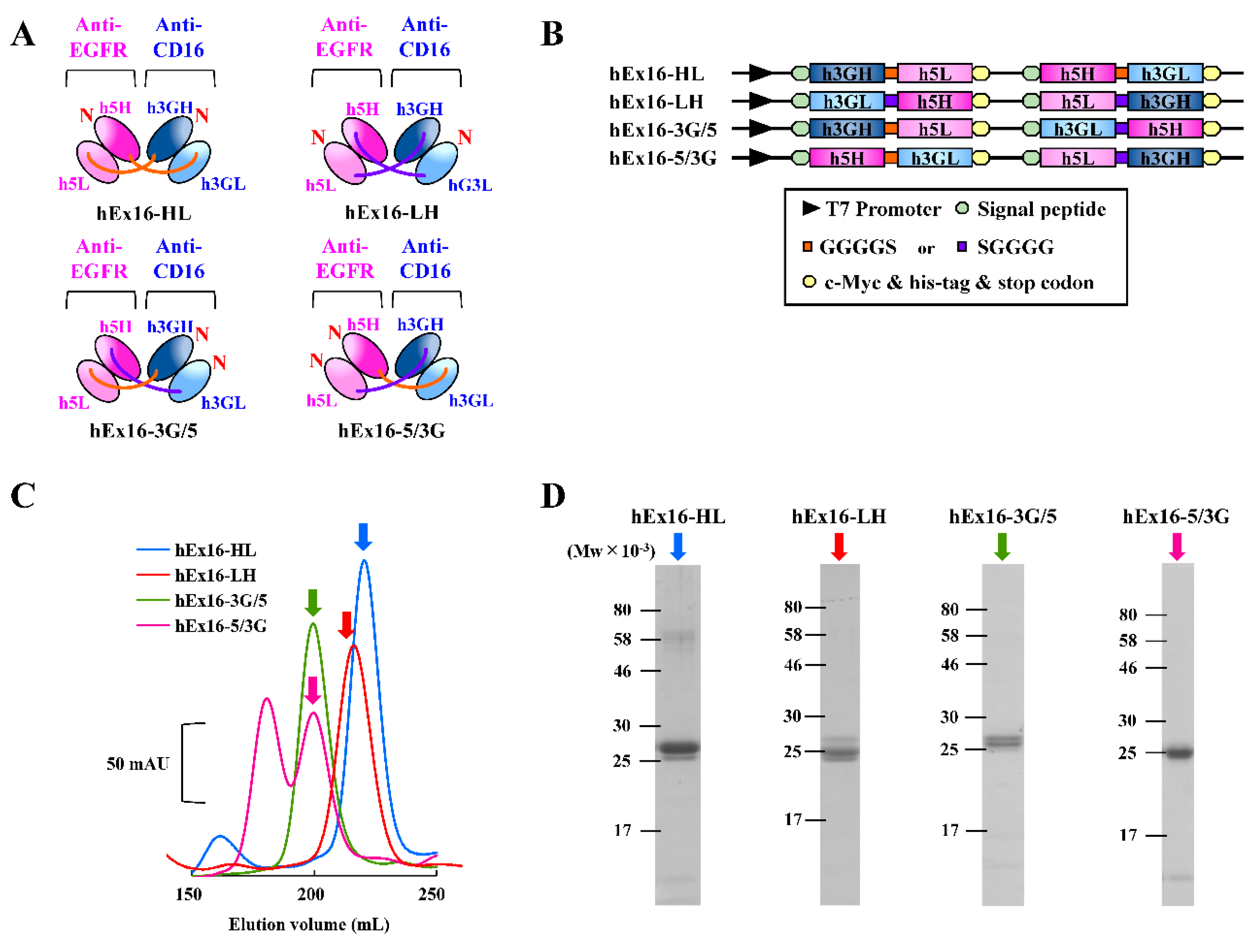 Ijms Free Full Text Functional Domain Order Of An Anti Egfr Anti Cd16 Bispecific Diabody Involving Nk Cell Activation Html