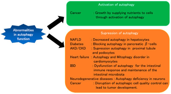 Full article: Interactions of Autophagy and the Immune System in Health and  Diseases