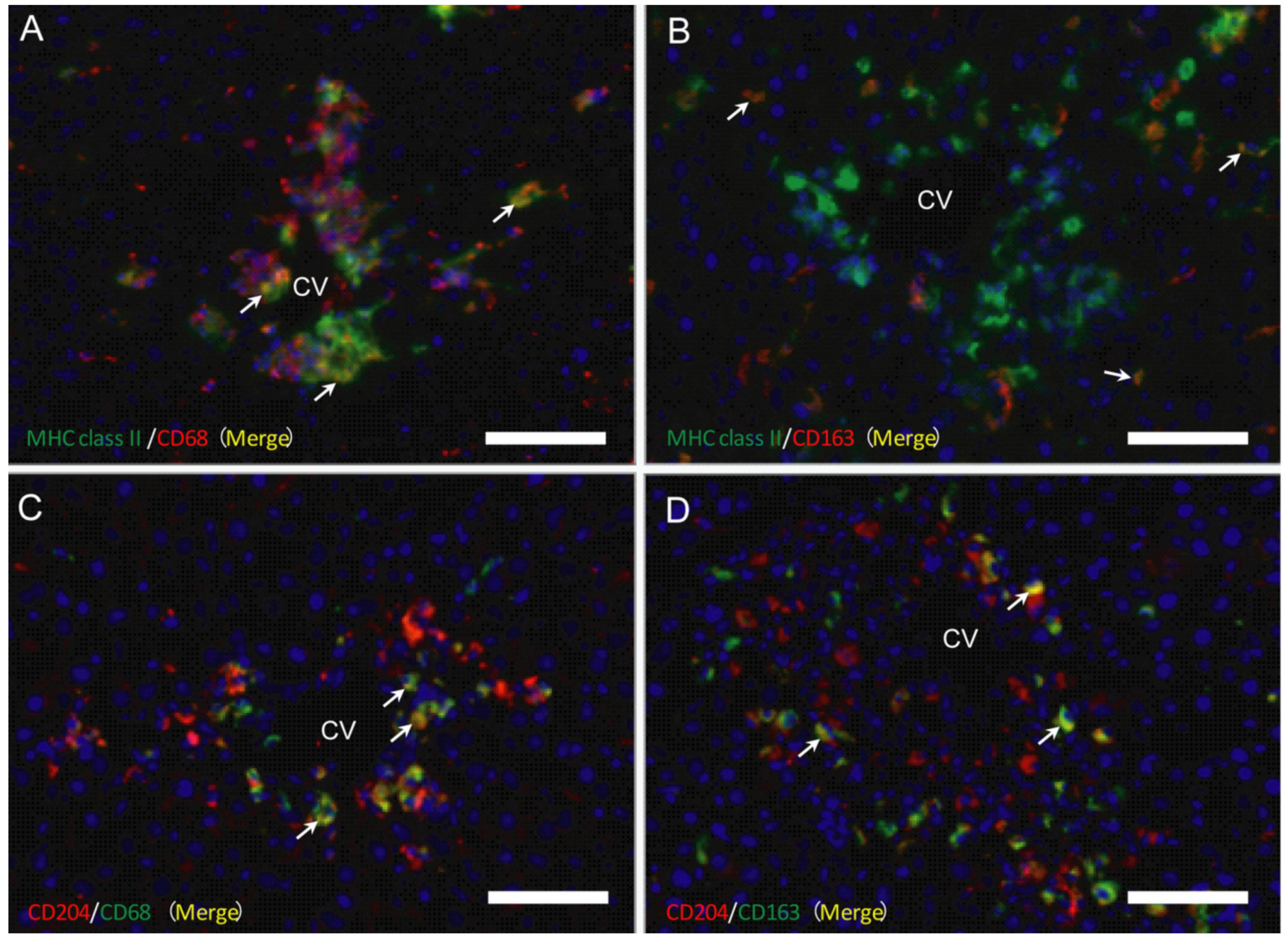 Ijms 21 08998 g007 Ijms 21 08998 g007