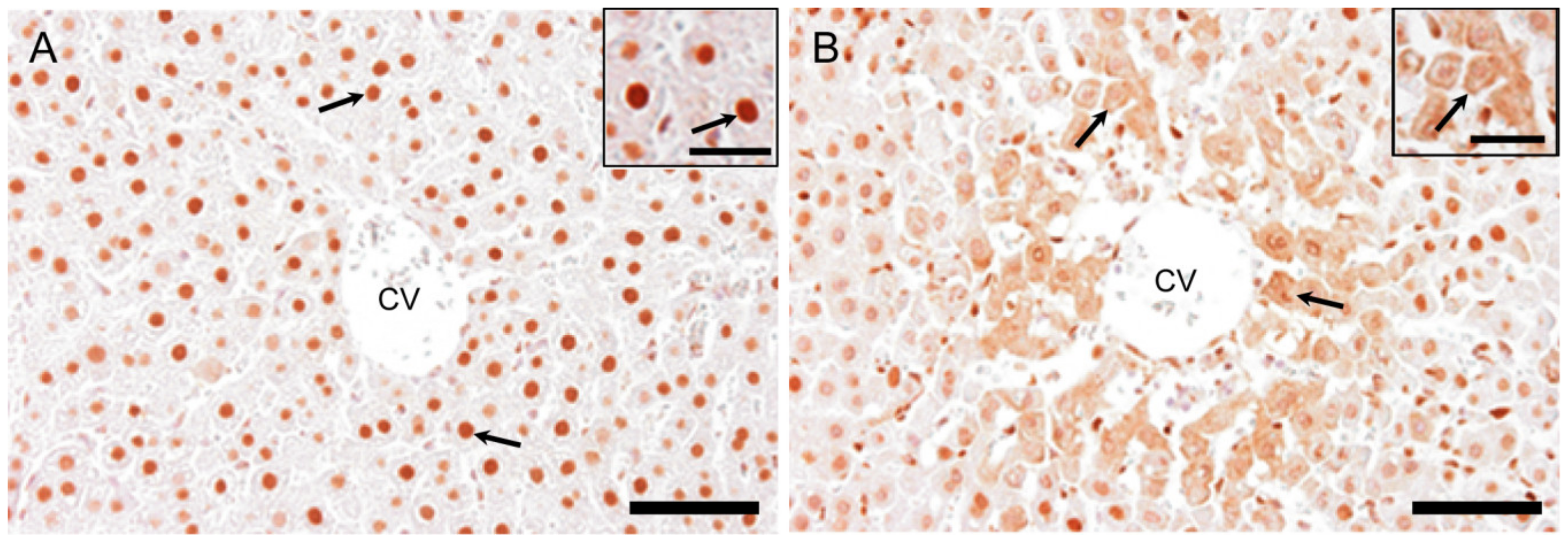 Ijms 21 08998 g010 Ijms 21 08998 g010