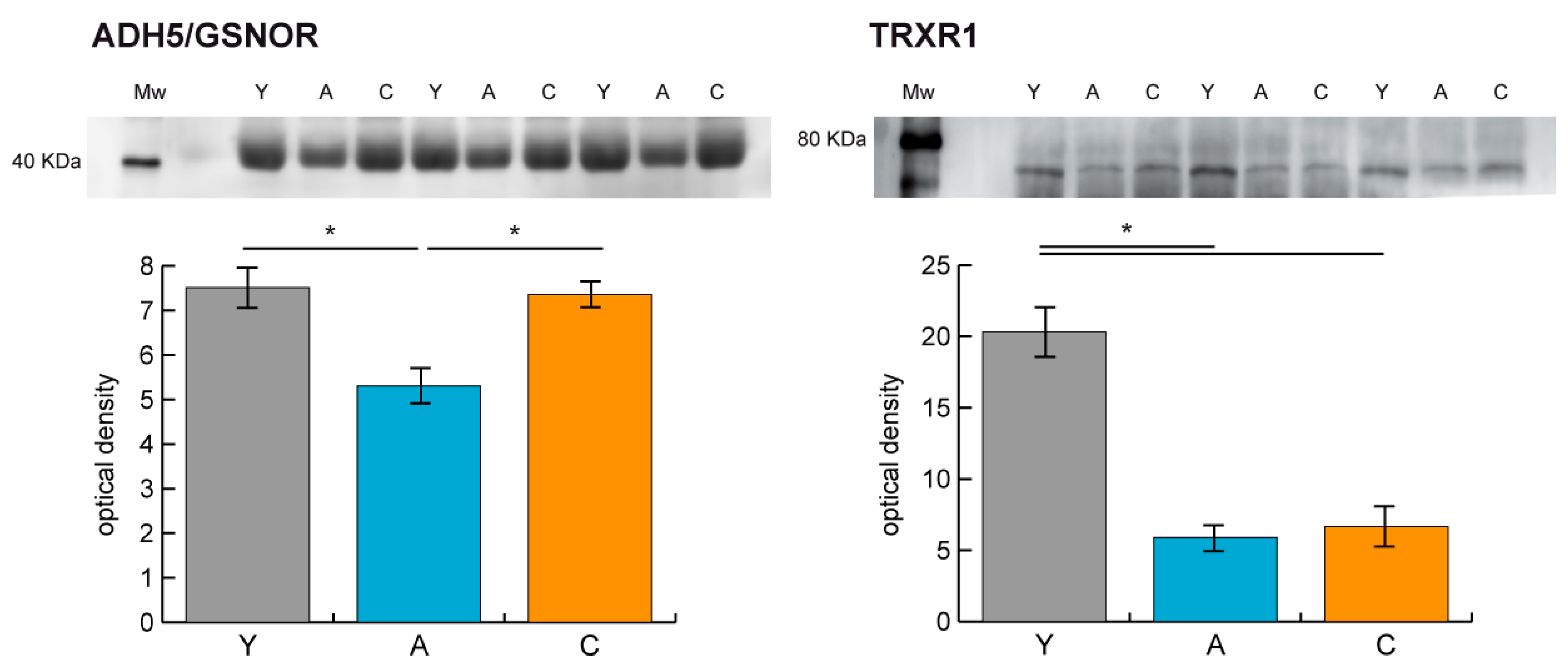 Ijms 21 09009 g008 Ijms 21 09009 g008