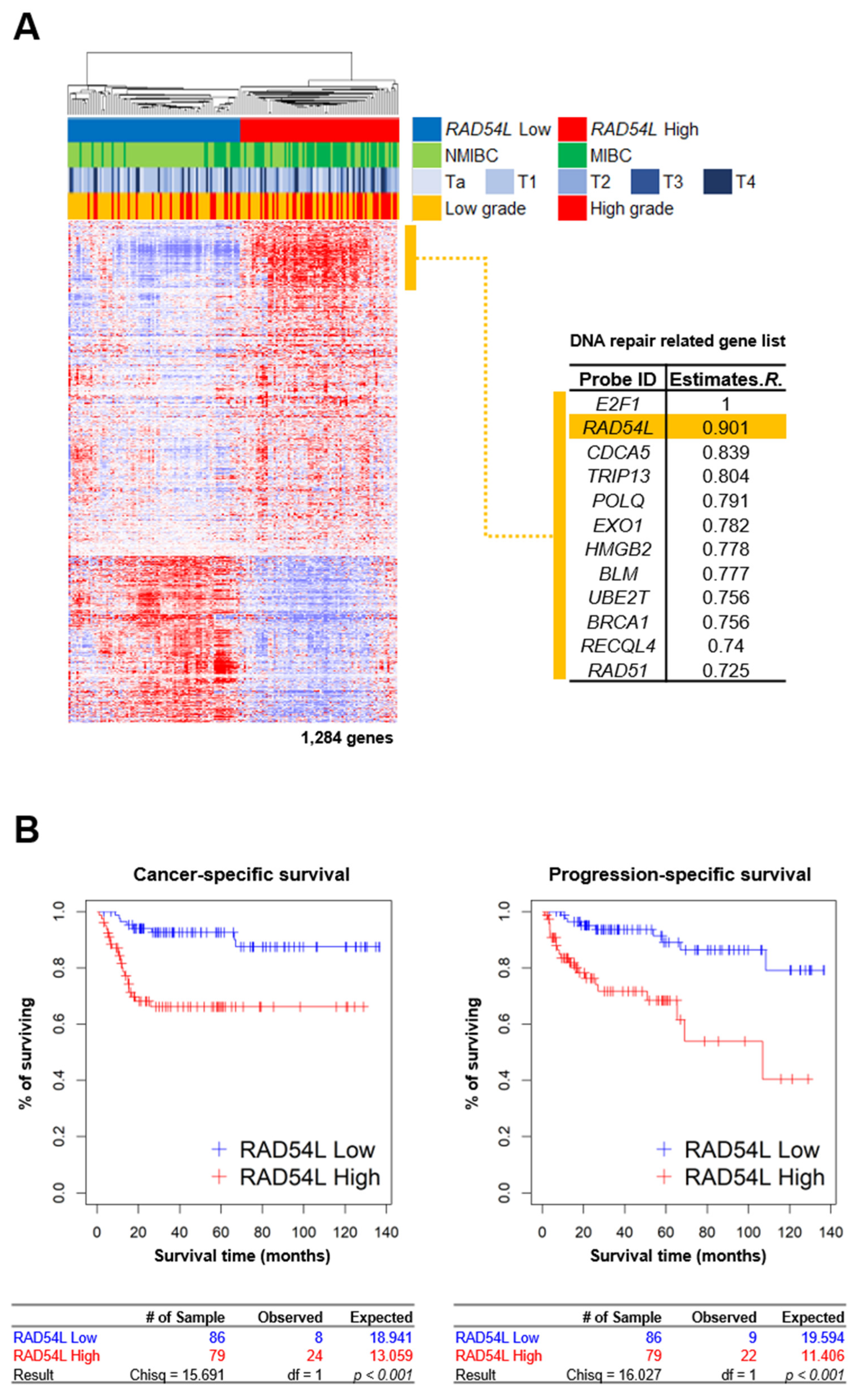 IJMS Free Full Text E2F1 Promotes Progression of Bladder