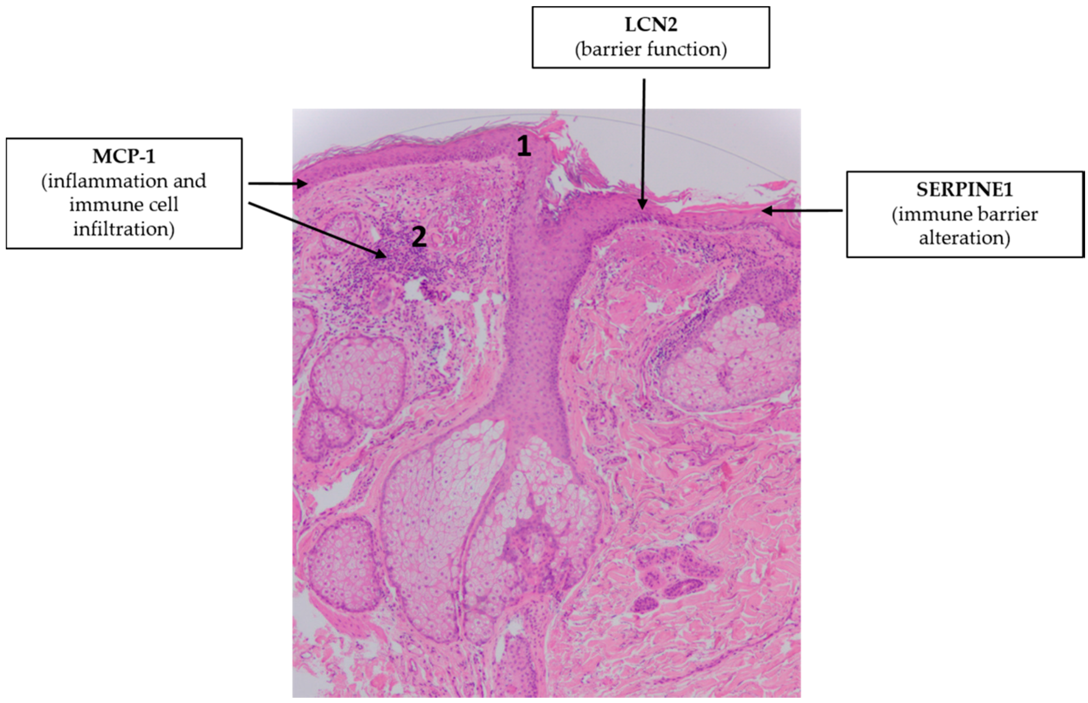 Ijms 21 09048 g005 Ijms 21 09048 g005