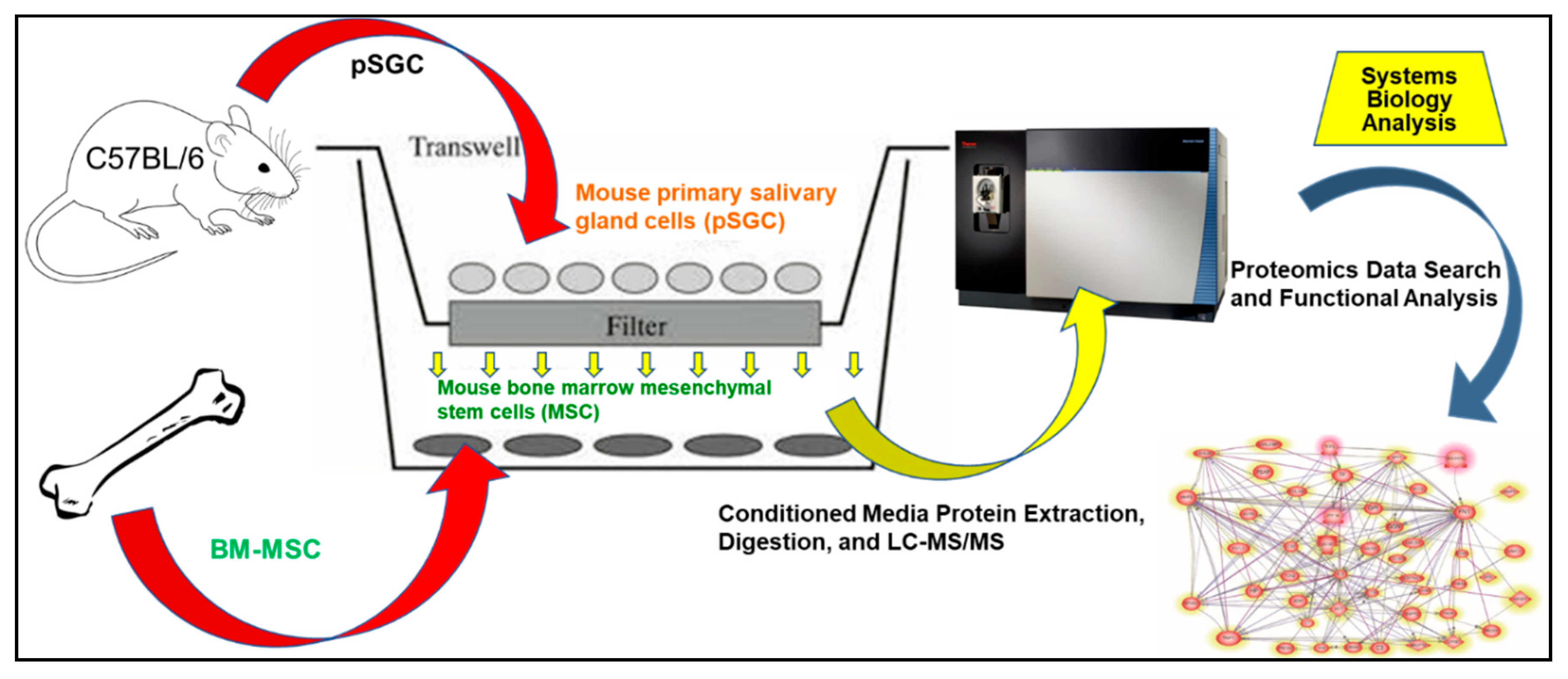 Ijms Free Full Text Secretome Analysis Of Inductive Signals For Bm Msc Transdifferentiation Into Salivary Gland Progenitors Html