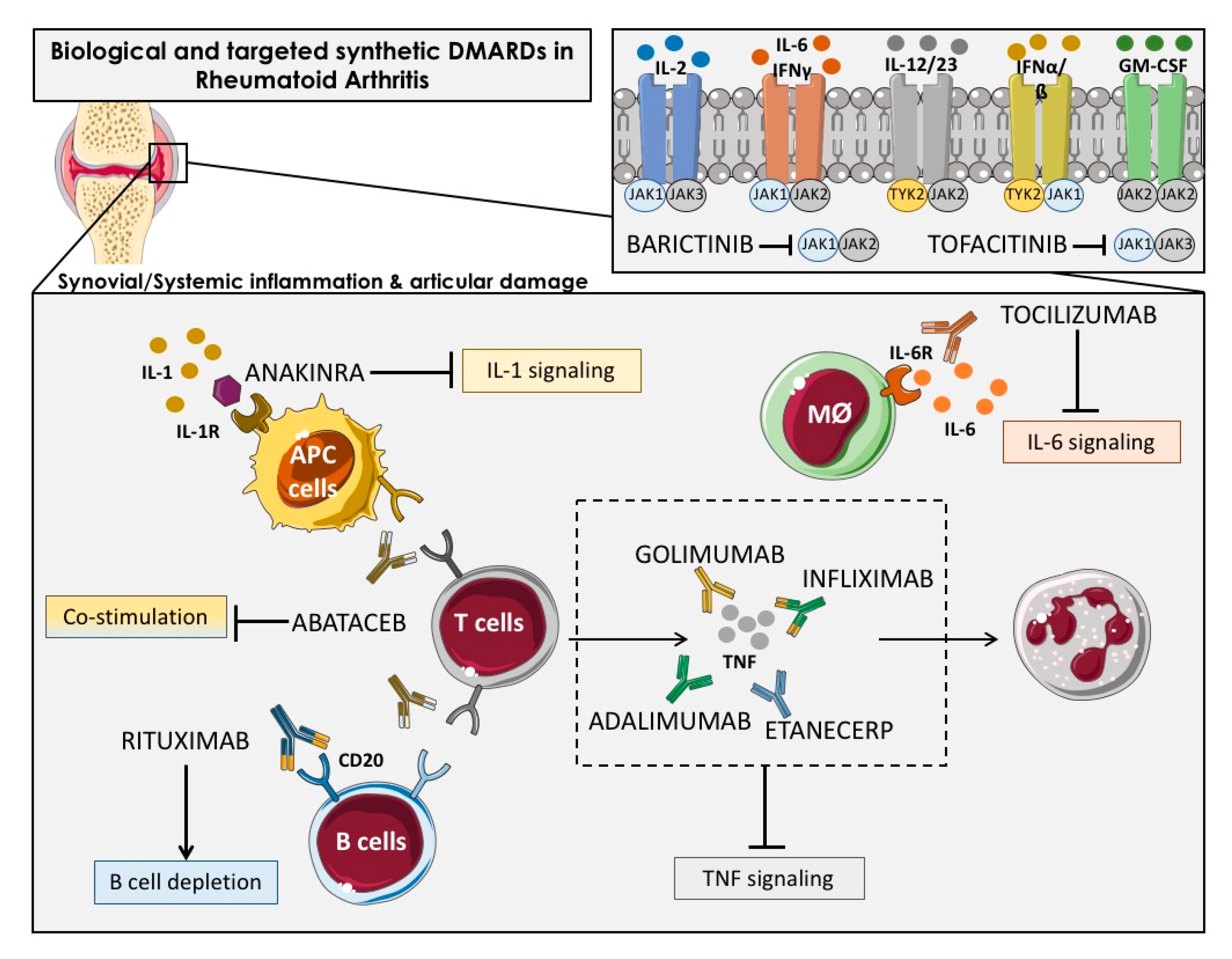 IJMS | Free Full-Text | Effects of Biological Therapies on Molecular ...