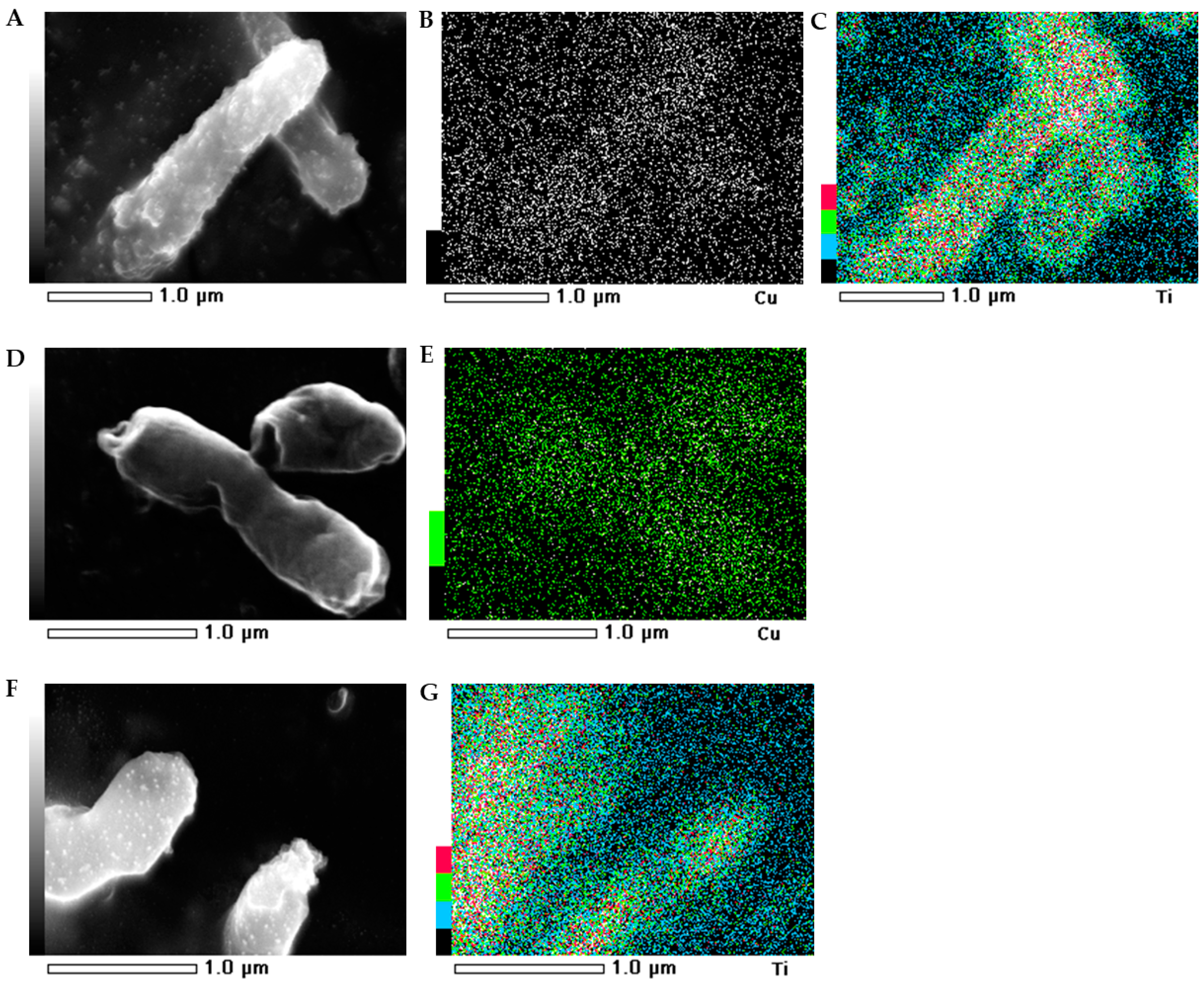 Ijms 21 09089 g005 Ijms 21 09089 g005