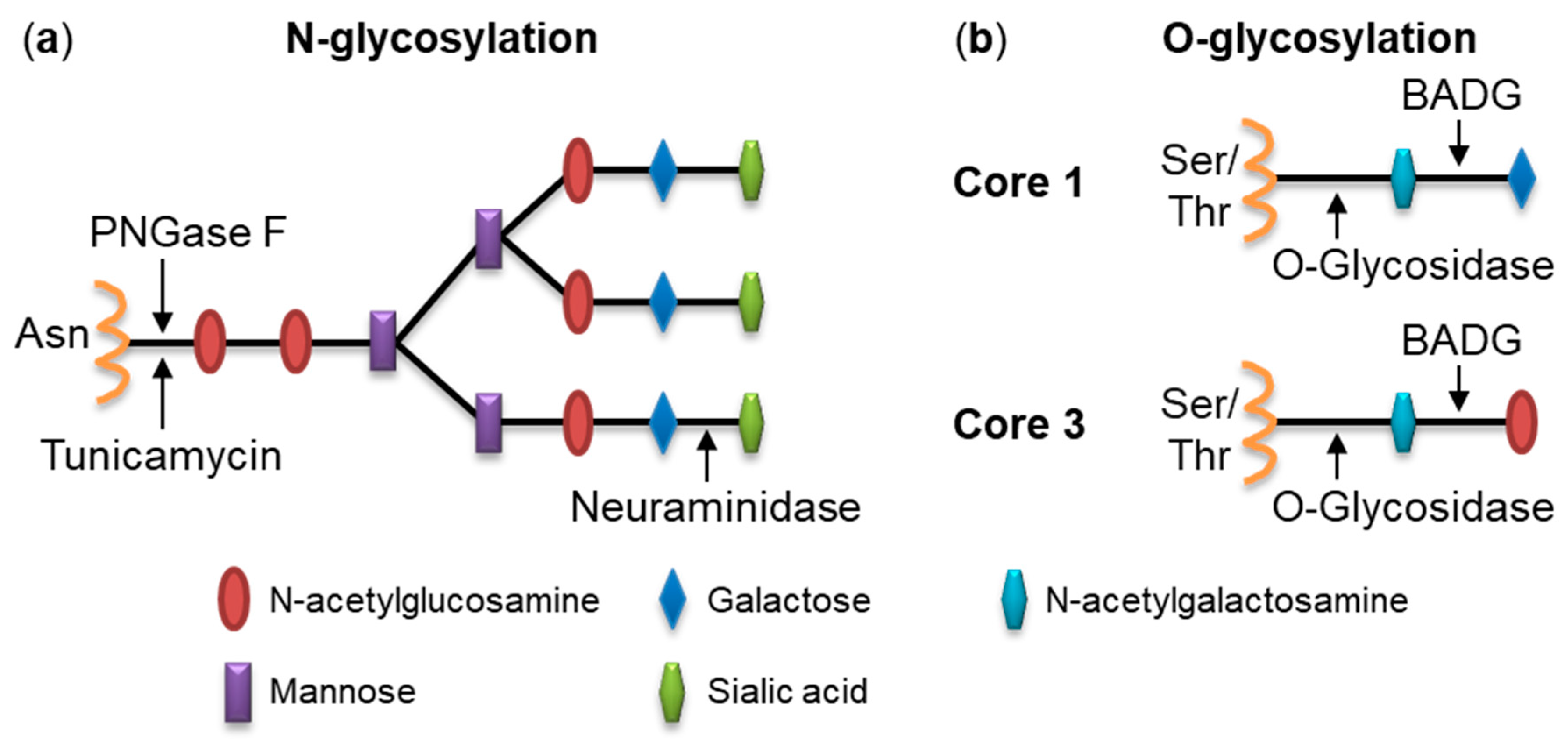 Ijms 21 09092 g001 Ijms 21 09092 g001