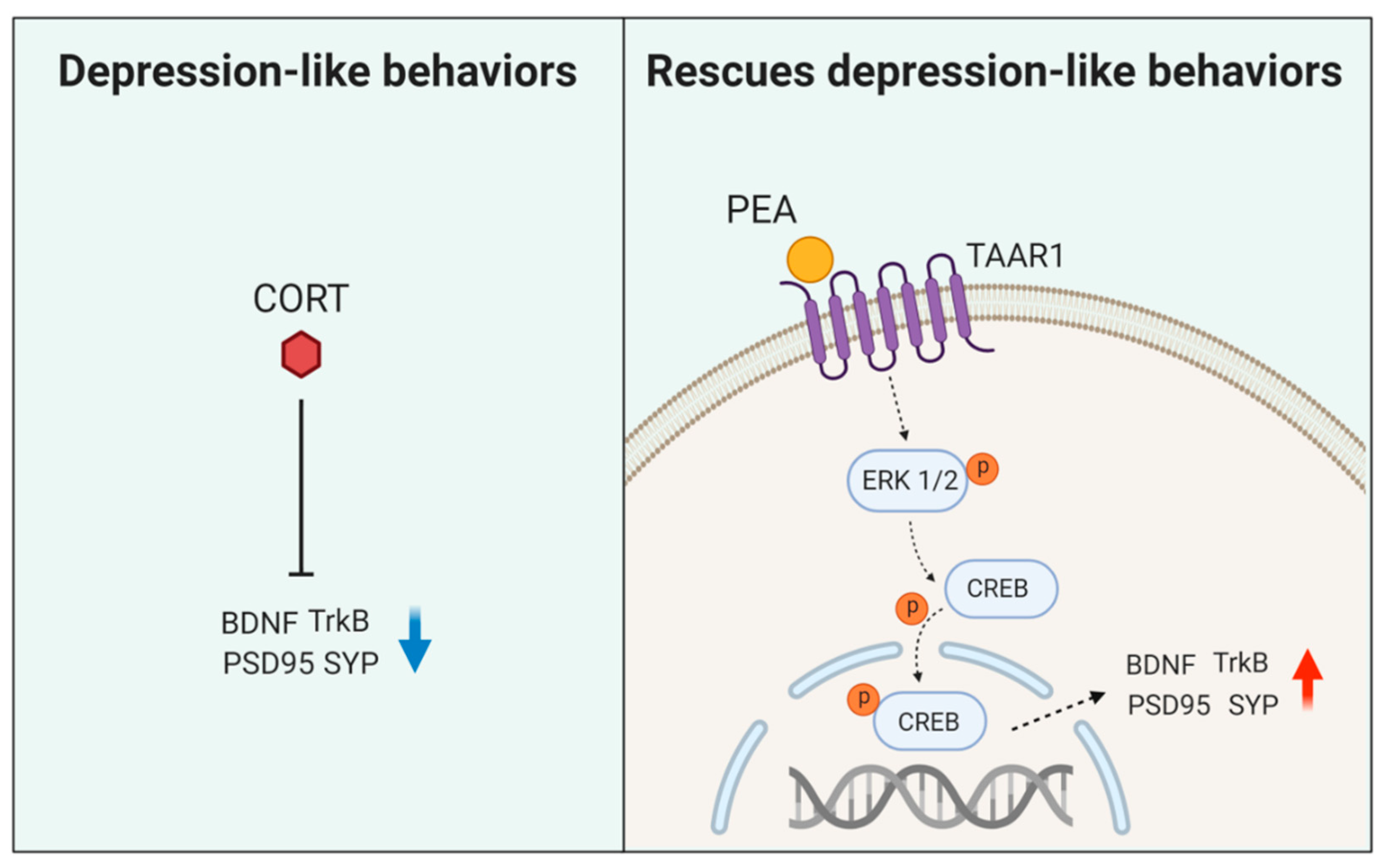 Ijms 21 09103 g005 Ijms 21 09103 g005