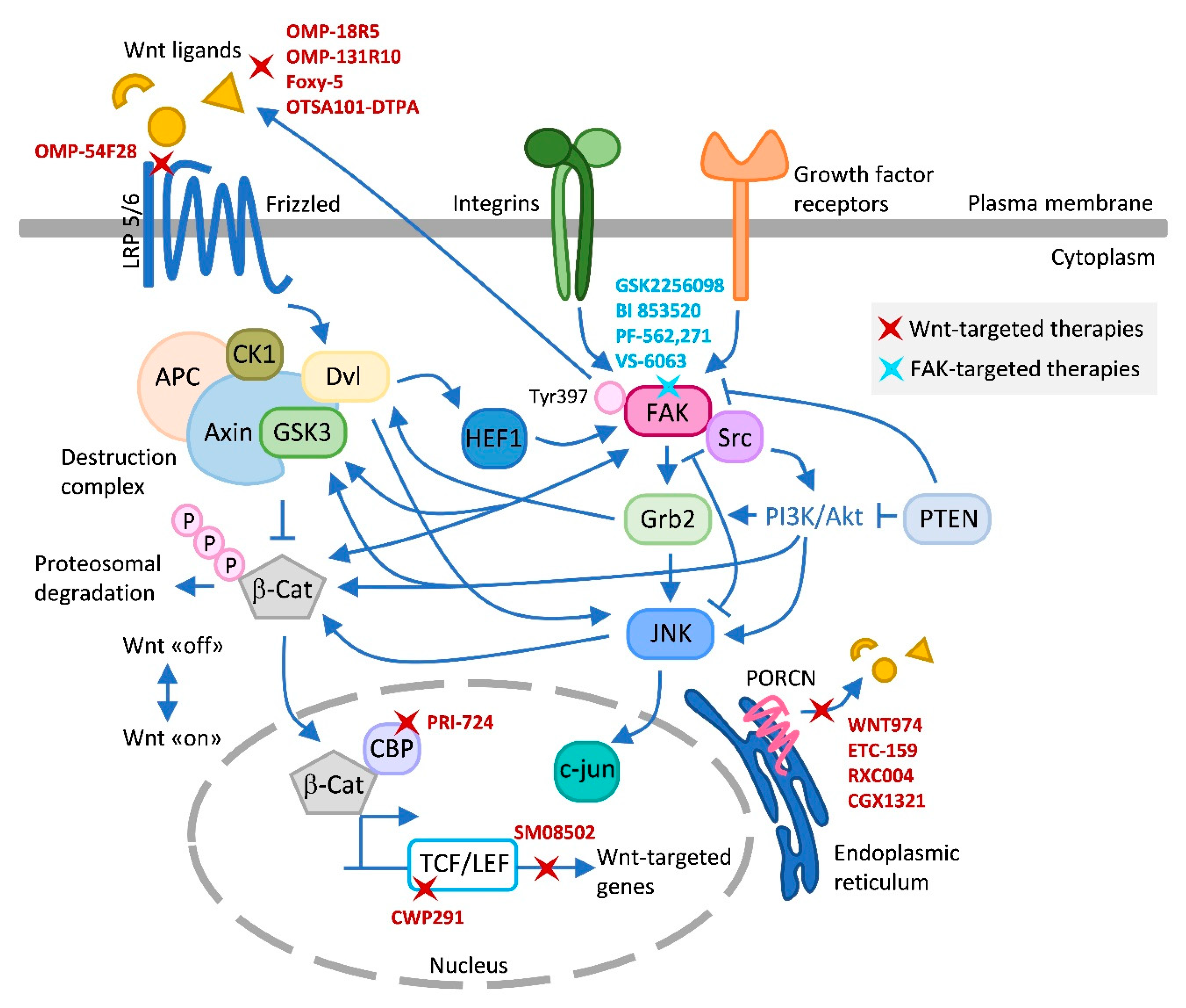 IJMS | Free Full-Text | The Crosstalk between FAK and Wnt Signaling  Pathways in Cancer and Its Therapeutic Implication