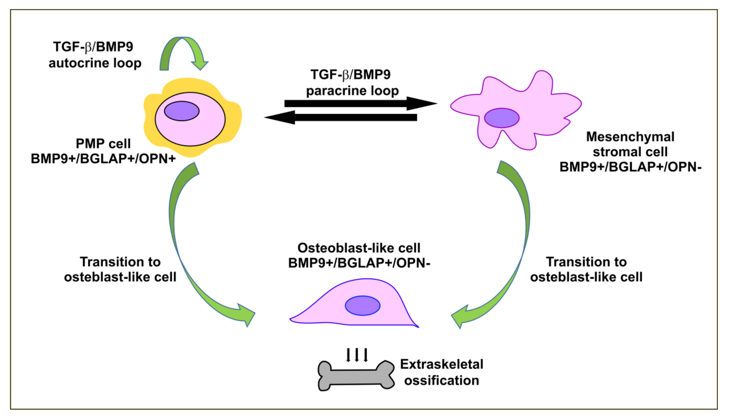 Ijms 21 09120 g004 Ijms 21 09120 g004