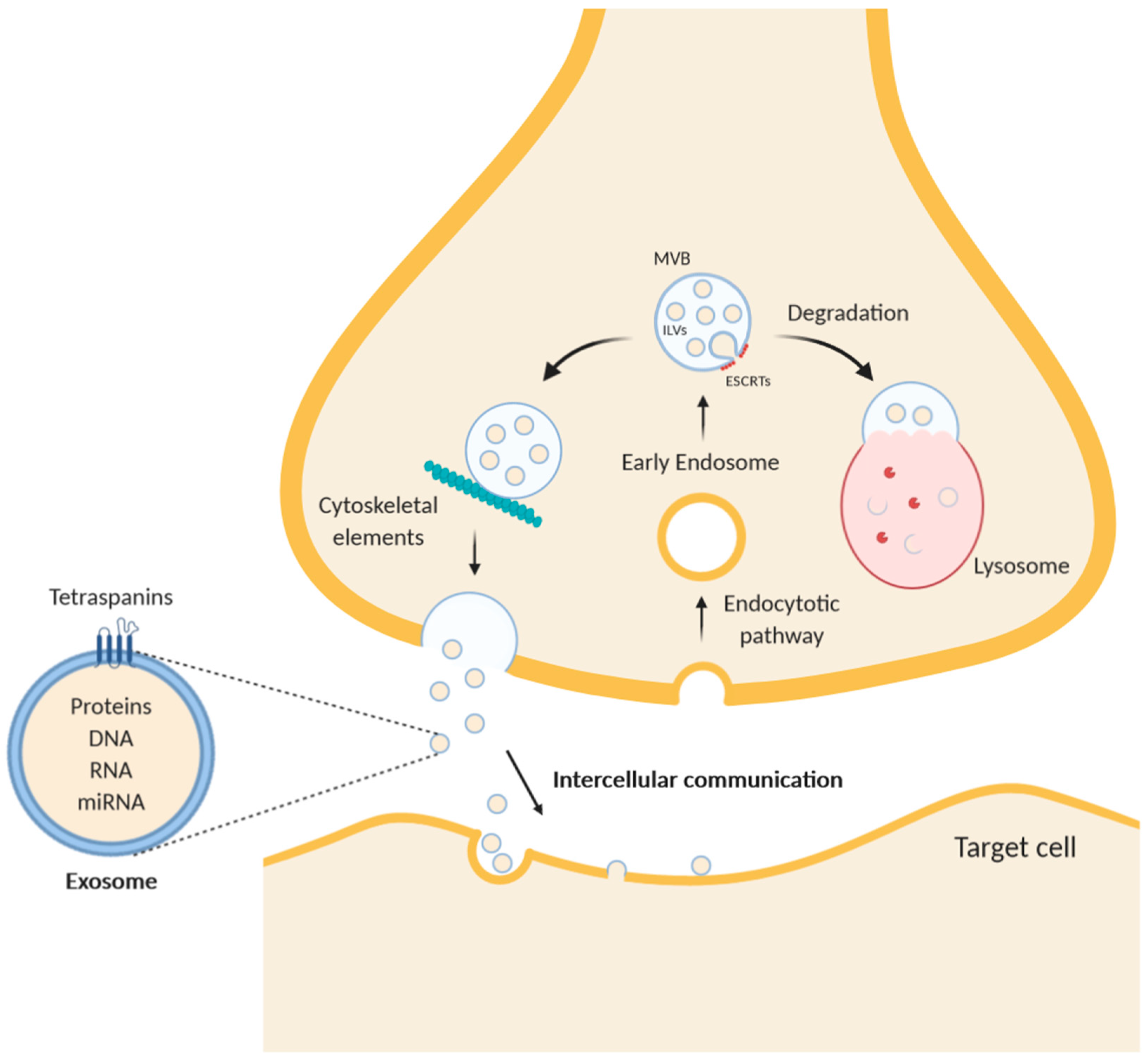 Ijms 21 09133 g001 Ijms 21 09133 g001