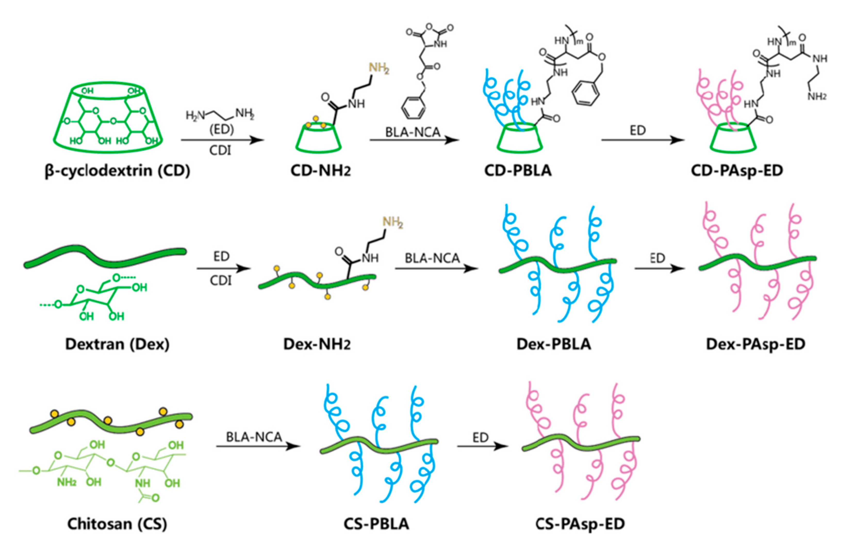 Ijms 21 09159 g003 Ijms 21 09159 g003