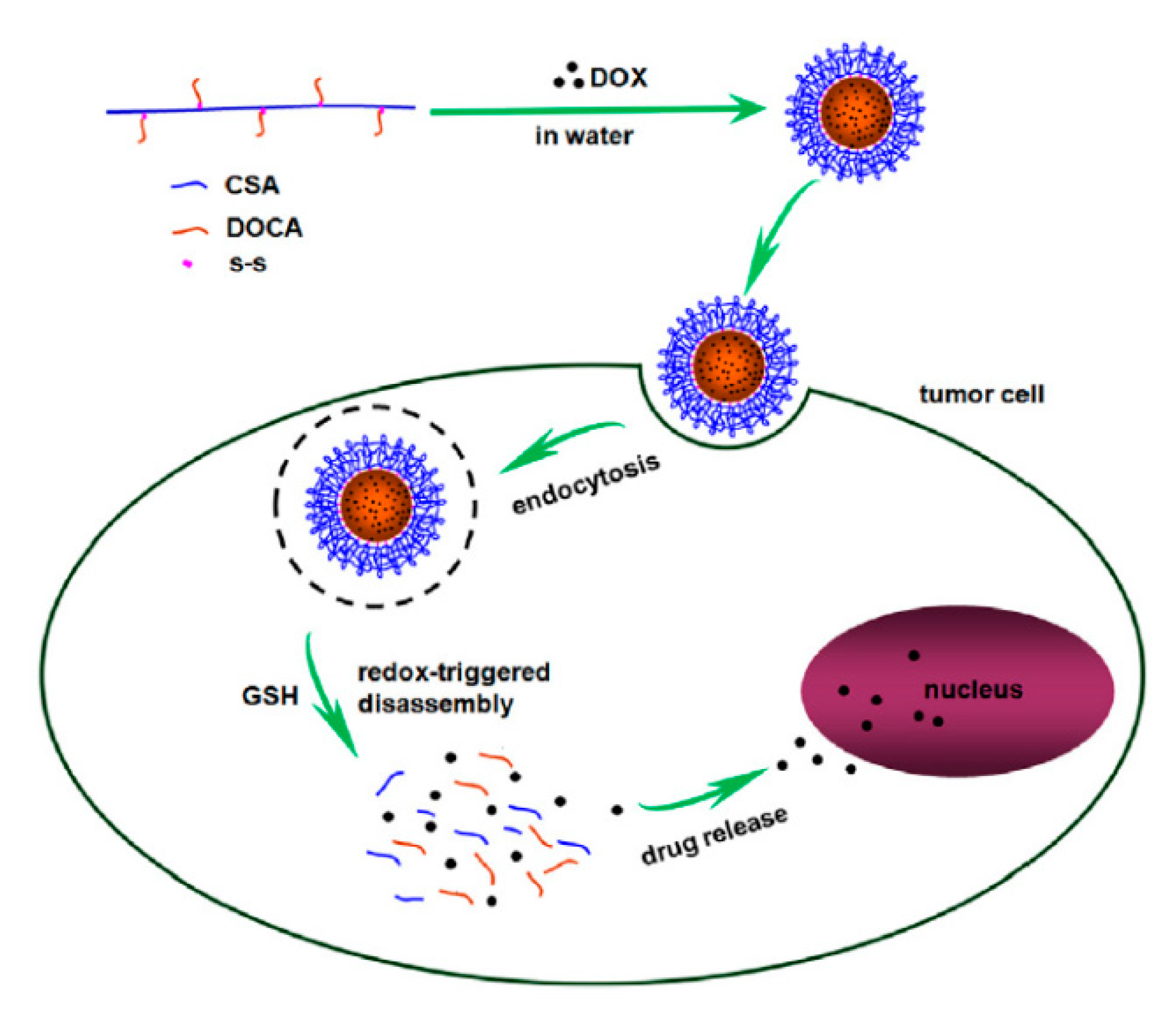 Ijms 21 09159 g010 Ijms 21 09159 g010