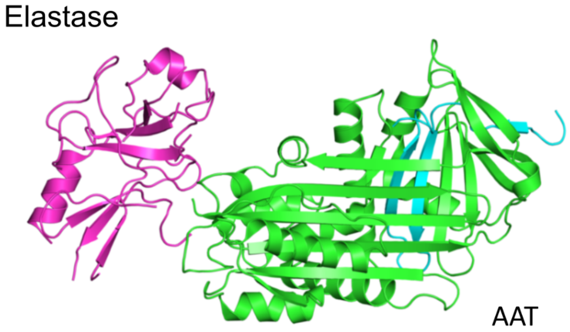 Ijms Free Full Text Post Translational Modifications Of Circulating Alpha 1 Antitrypsin Protein Html