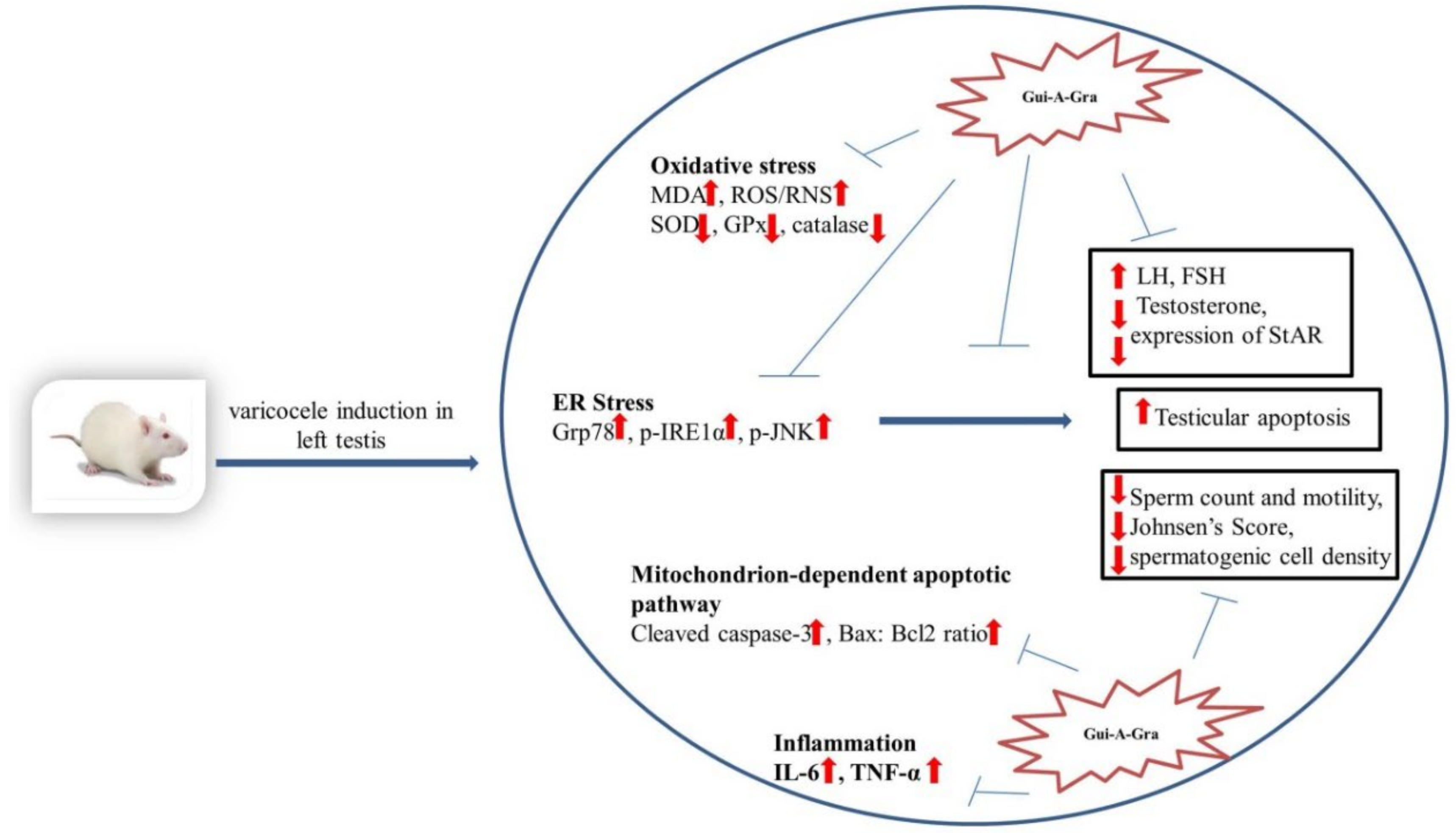 superoxide dismutase pathway