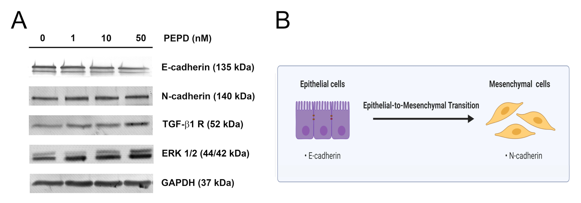 Ijms 21 09243 g008 Ijms 21 09243 g008