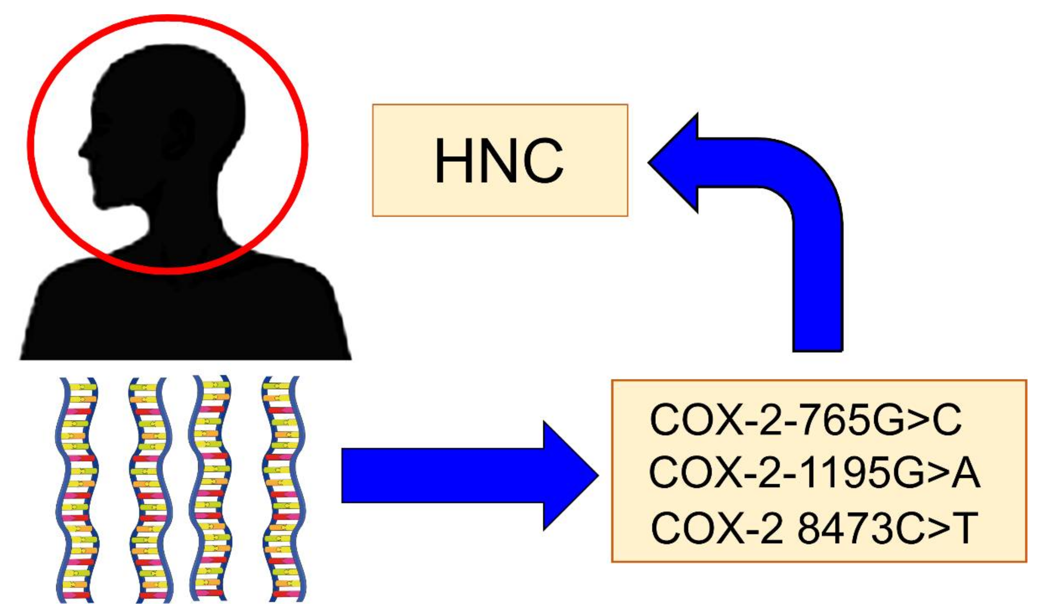 Ijms Free Full Text Role Of Cyclooxygenase 2 In Head And Neck Tumorigenesis Html