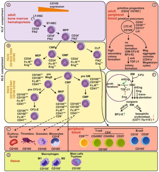 IJMS | Free Full-Text | Endoglin: An ‘Accessory’ Receptor Regulating ...