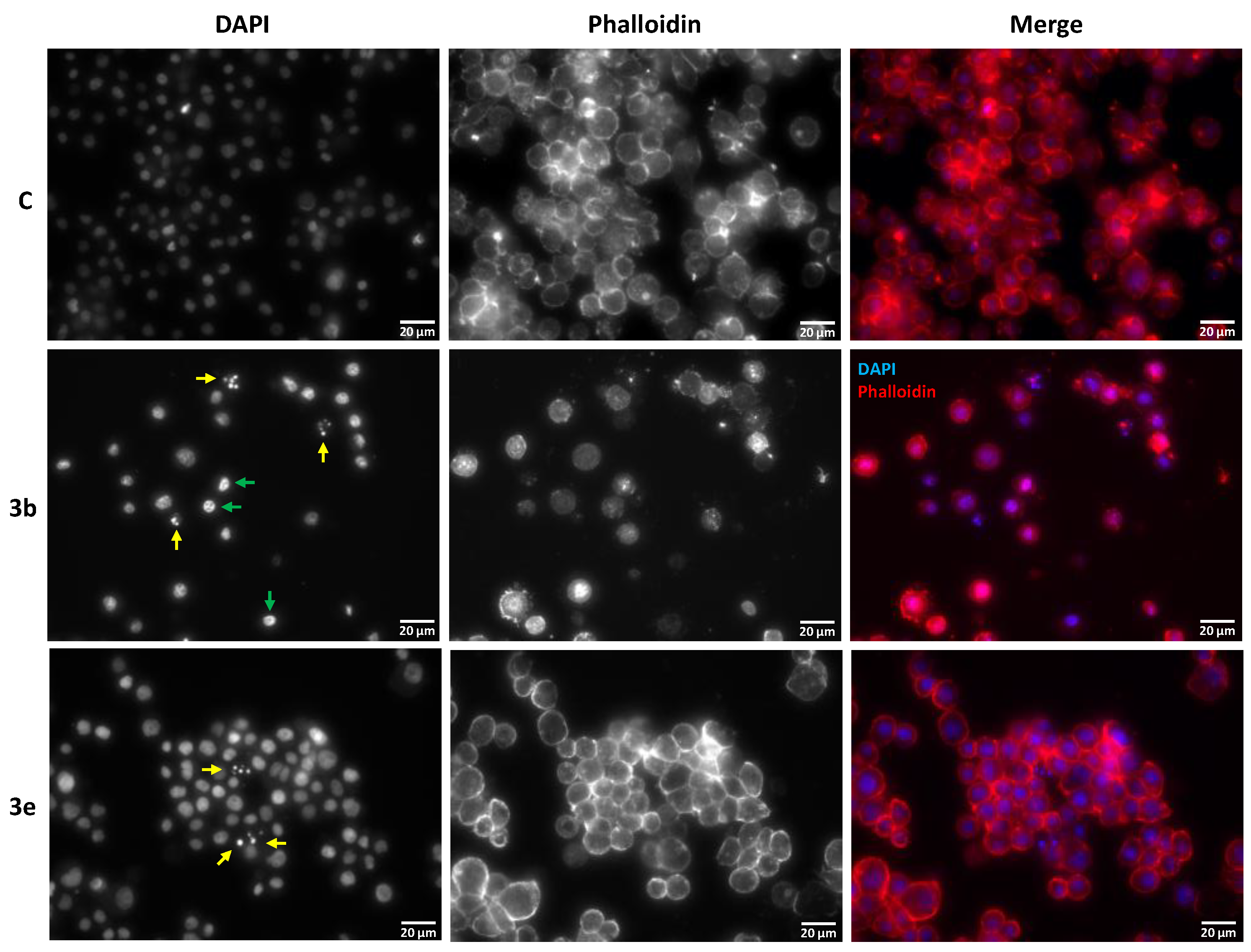Ijms 21 09257 g002 Ijms 21 09257 g002