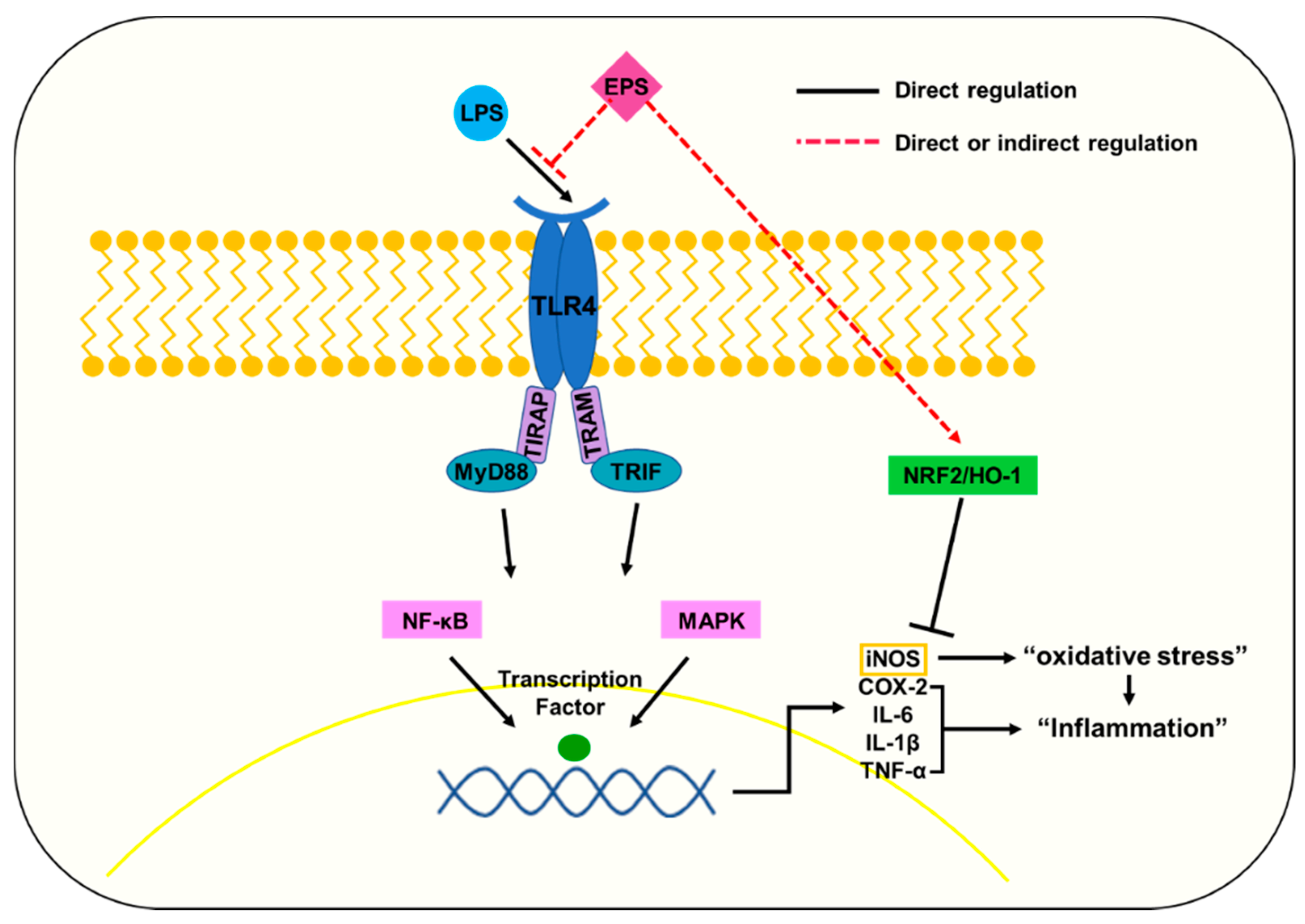 Ijms Free Full Text Exopolysaccharide Isolated From Lactobacillus Plantarum L 14 Has Anti Inflammatory Effects Via The Toll Like Receptor 4 Pathway In Lps Induced Raw 264 7 Cells Html