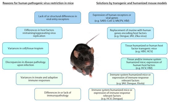 IJMS | Free Full-Text | Advances in Transgenic Mouse Models to Study  Infections by Human Pathogenic Viruses
