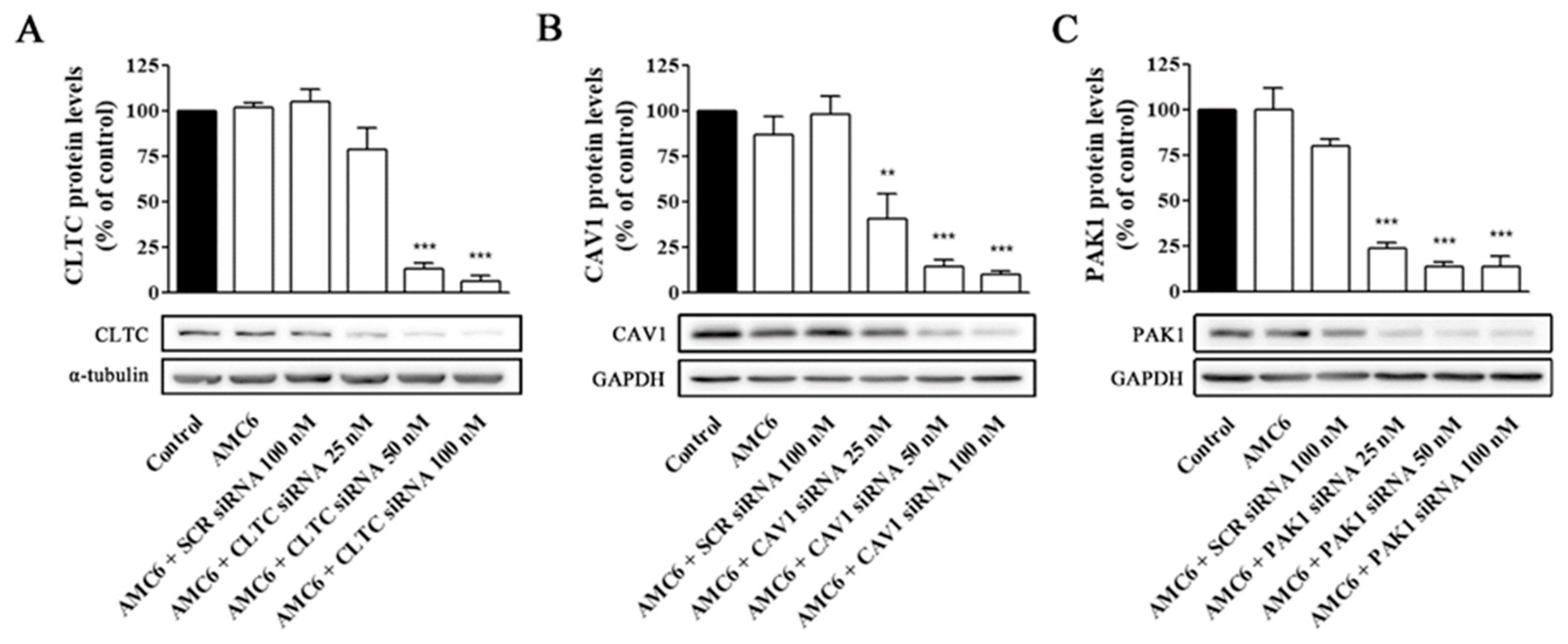 Ijms 21 09306 g004 Ijms 21 09306 g004