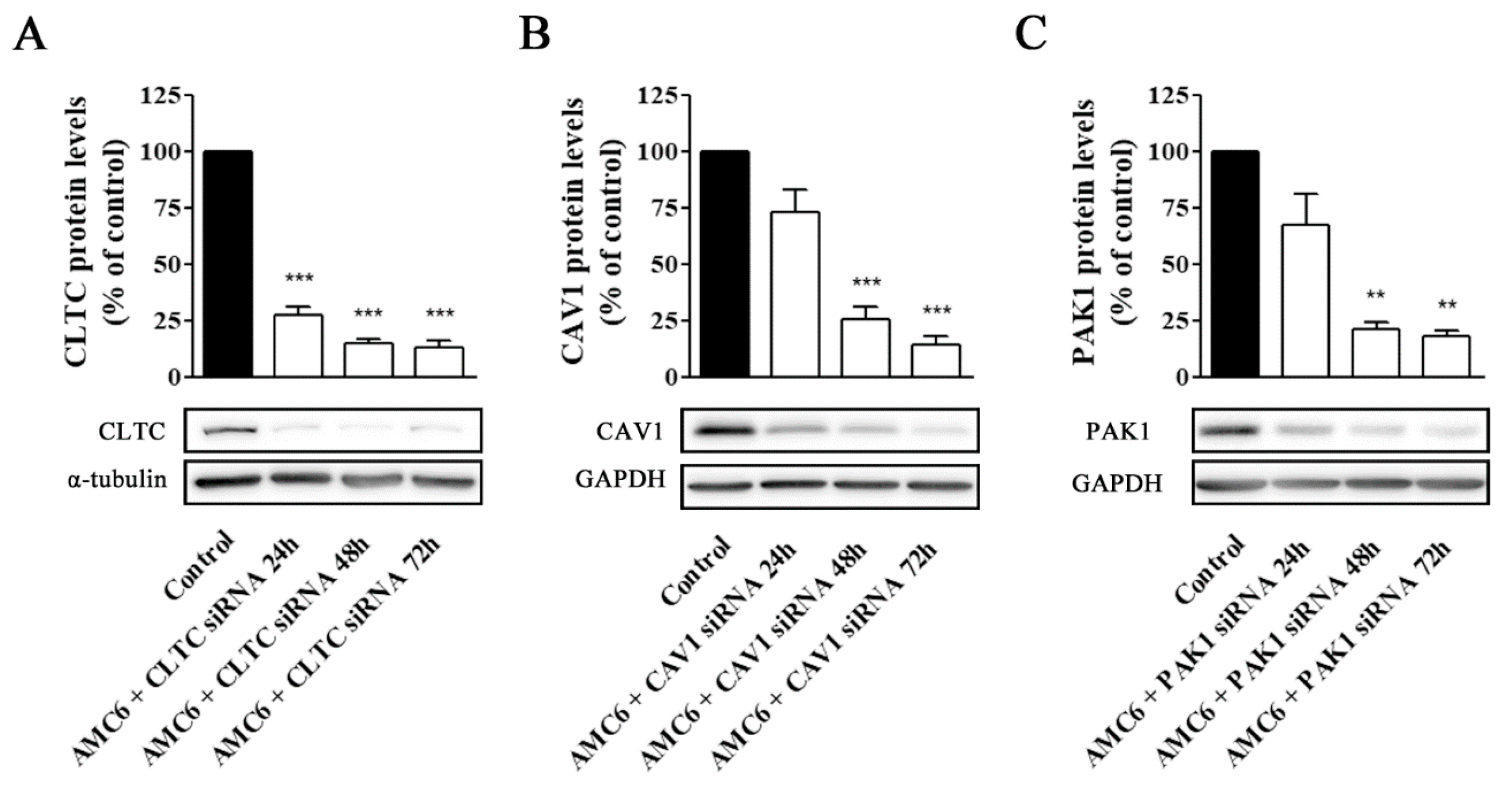Ijms 21 09306 g005 Ijms 21 09306 g005
