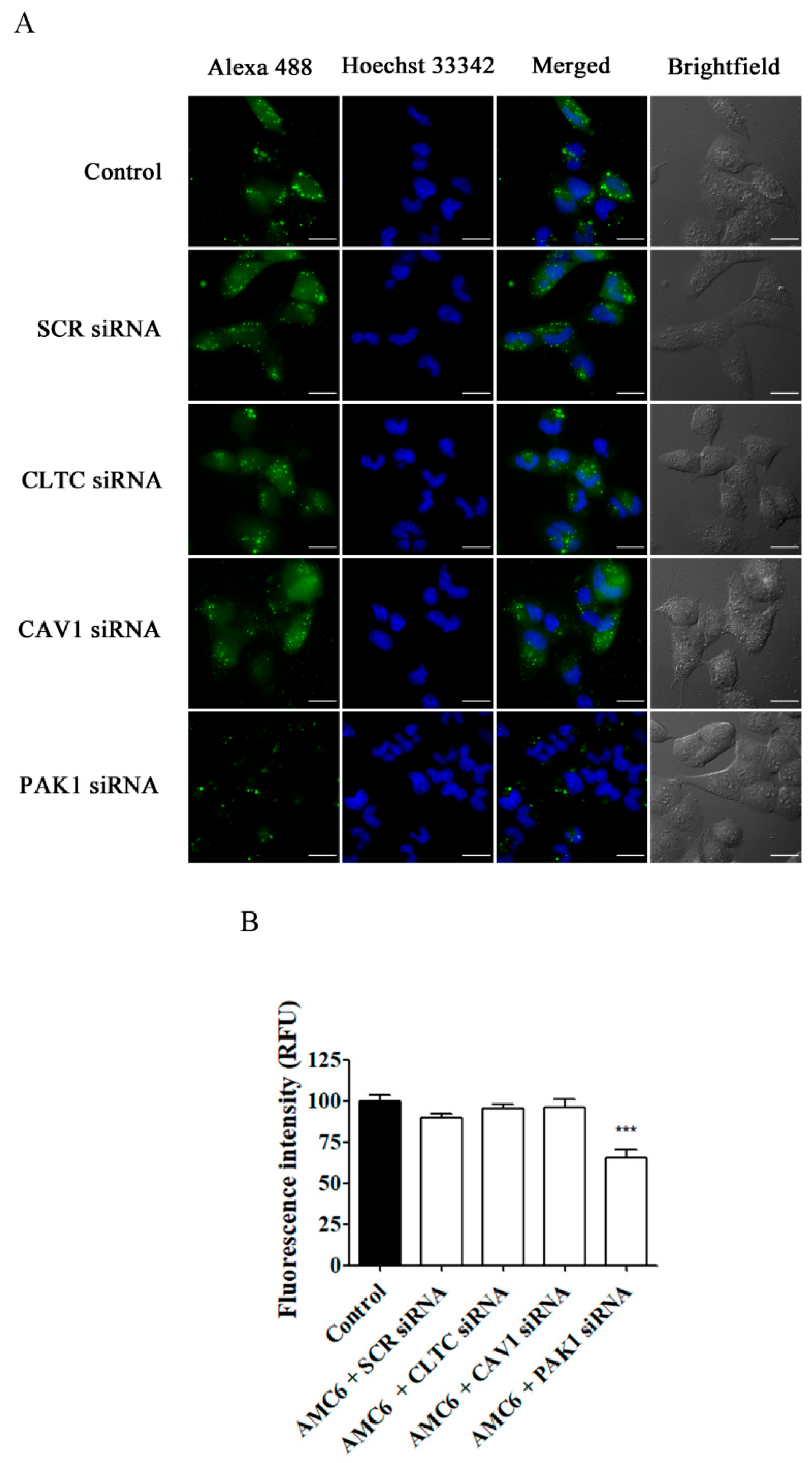 Ijms 21 09306 g008 Ijms 21 09306 g008