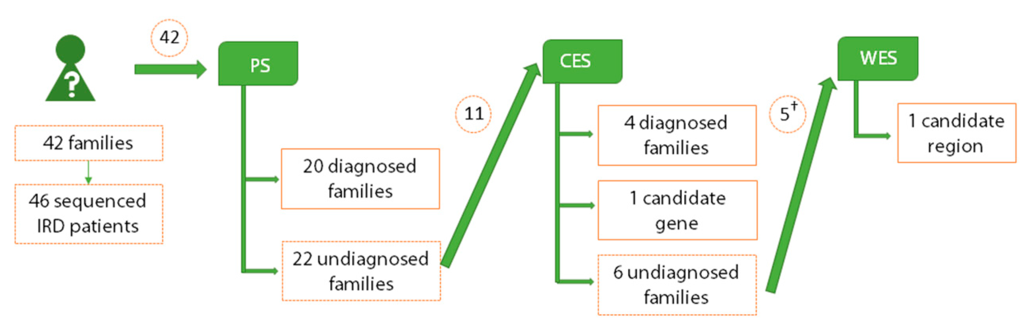 Ijms Free Full Text A Multi Strategy Sequencing Workflow In Inherited Retinal Dystrophies Routine Diagnosis Addressing Unsolved Cases And Candidate Genes Identification Html