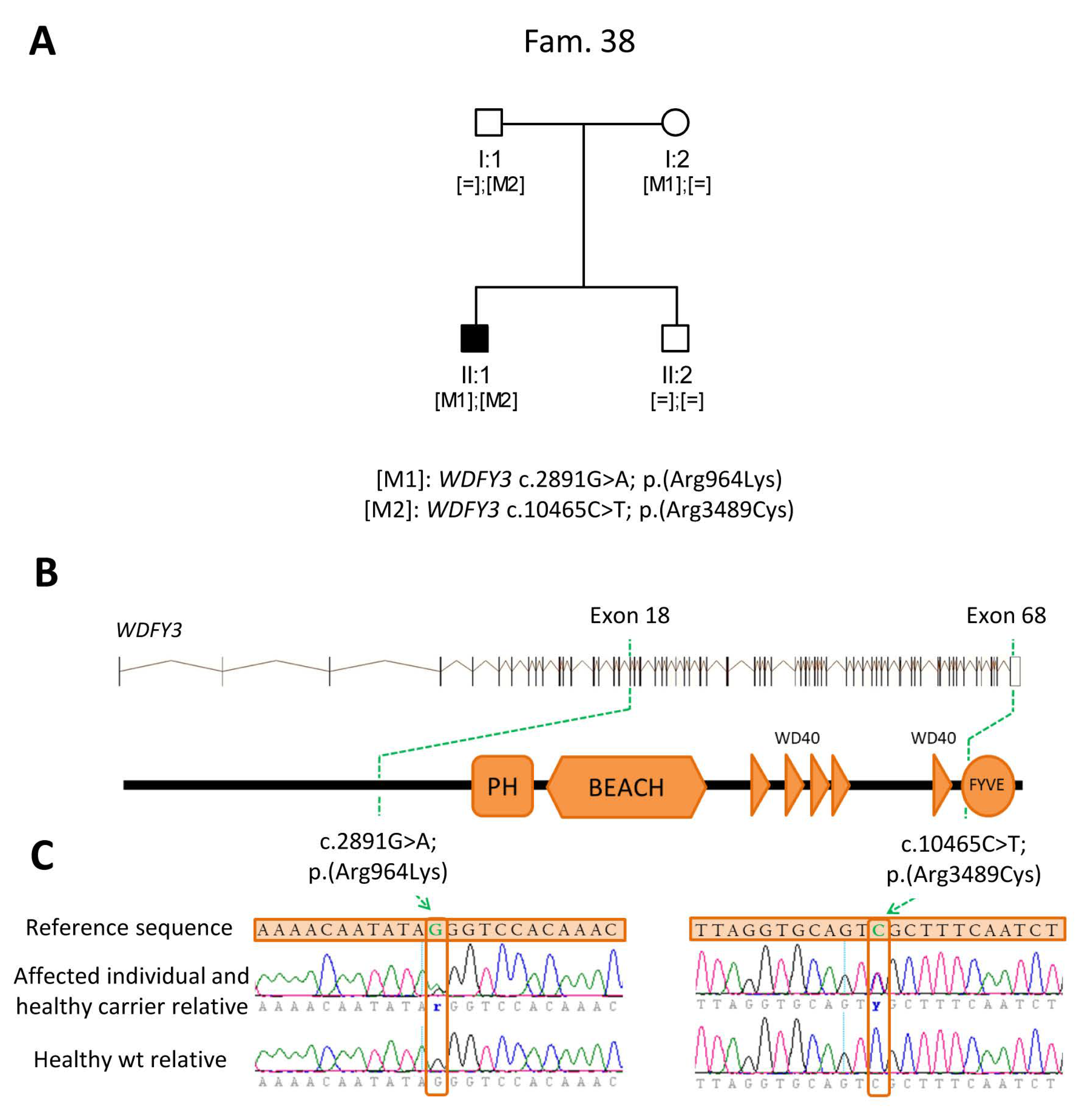 Ijms Free Full Text A Multi Strategy Sequencing Workflow In Inherited Retinal Dystrophies Routine Diagnosis Addressing Unsolved Cases And Candidate Genes Identification Html