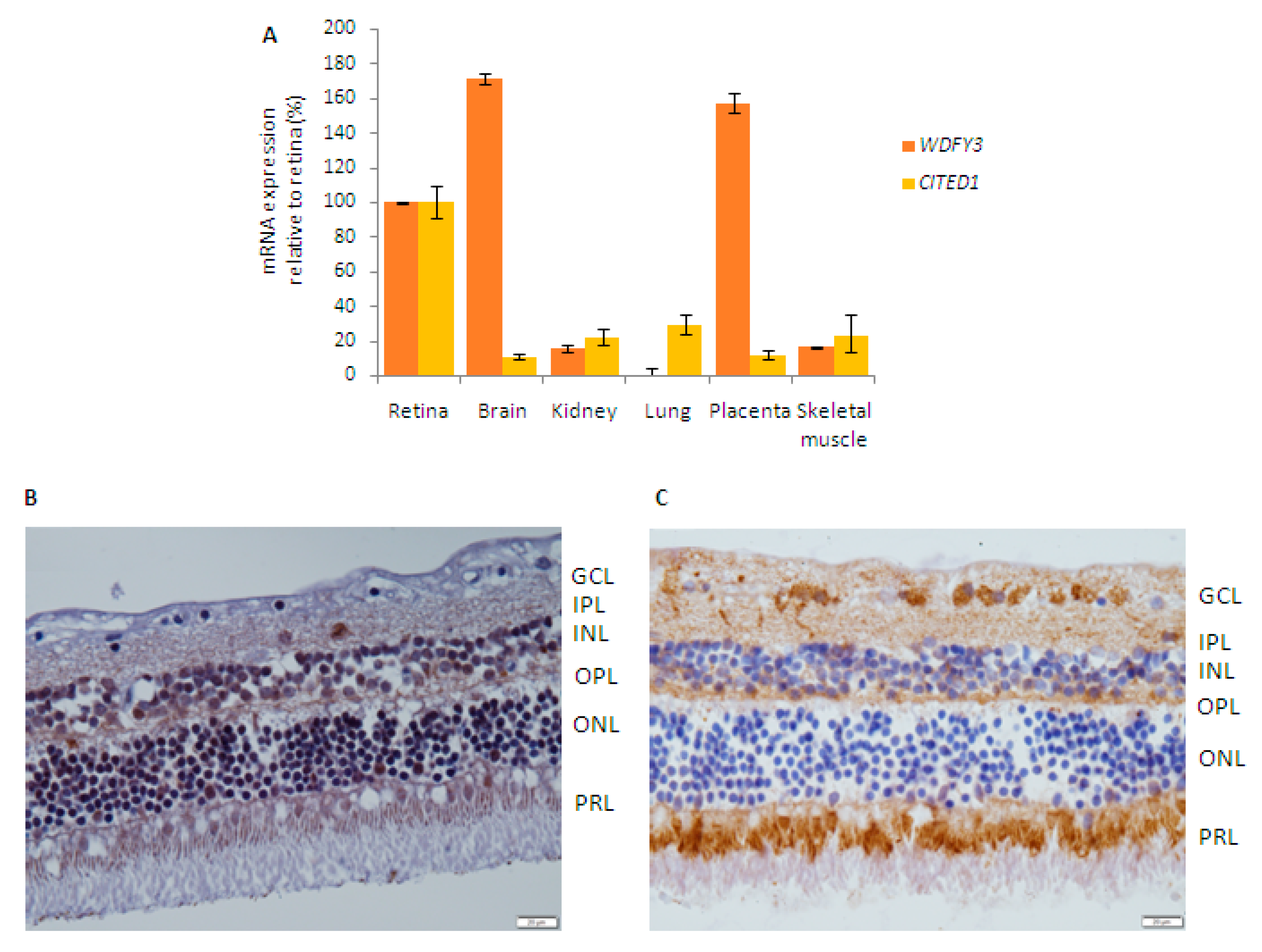Ijms 21 09355 g004 Ijms 21 09355 g004