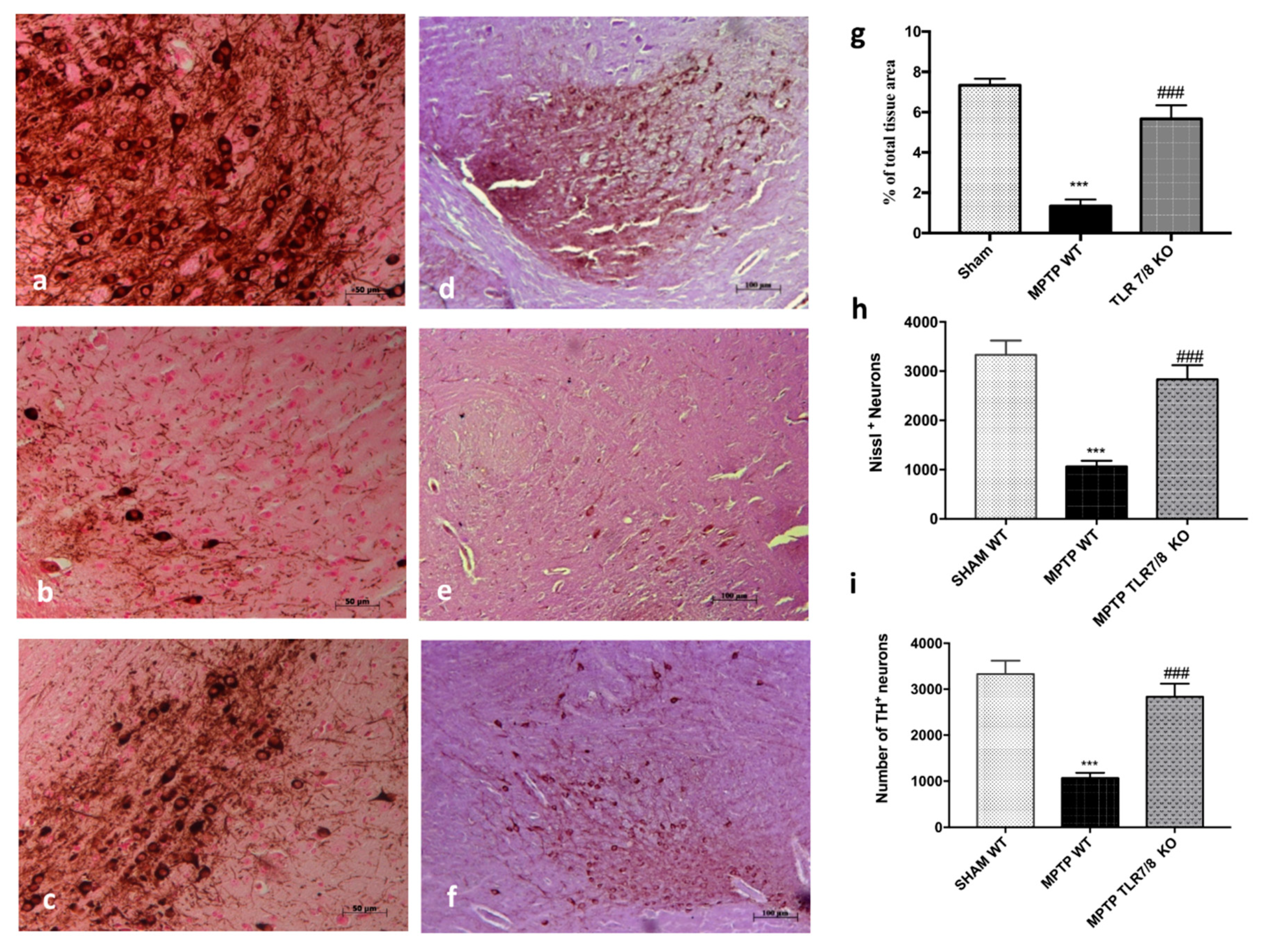 Ijms 21 09384 g005 Ijms 21 09384 g005