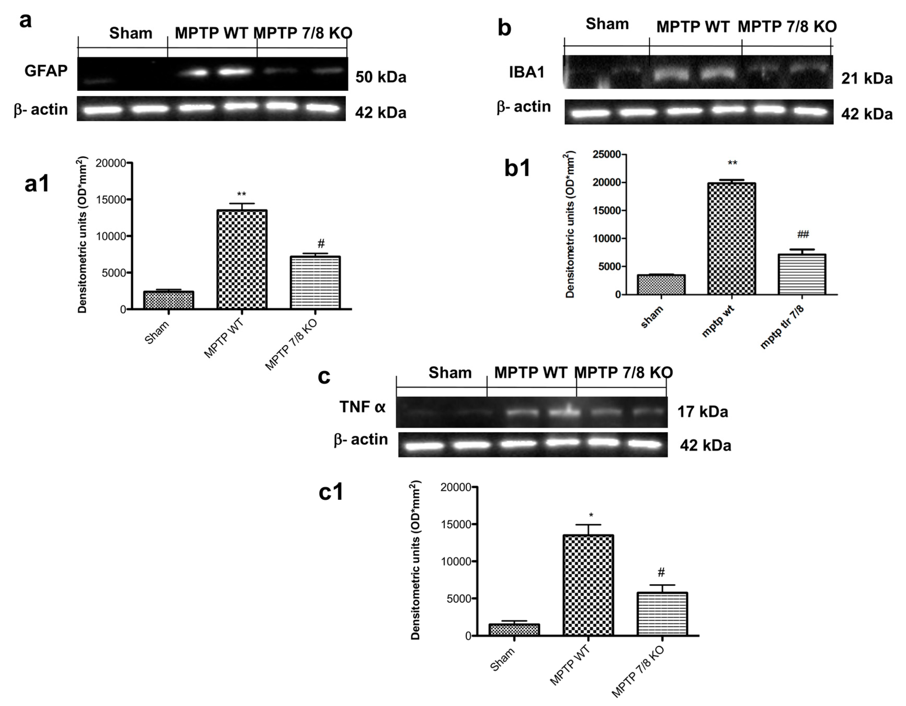 Ijms 21 09384 g009 Ijms 21 09384 g009