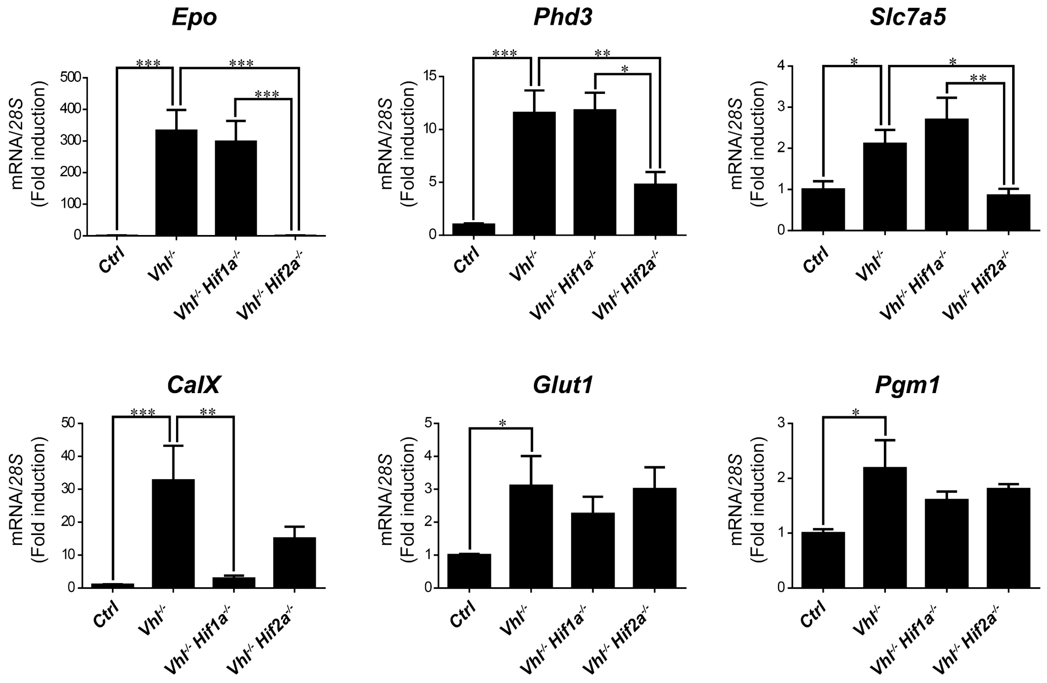 Ijms 21 09401 g004 Ijms 21 09401 g004