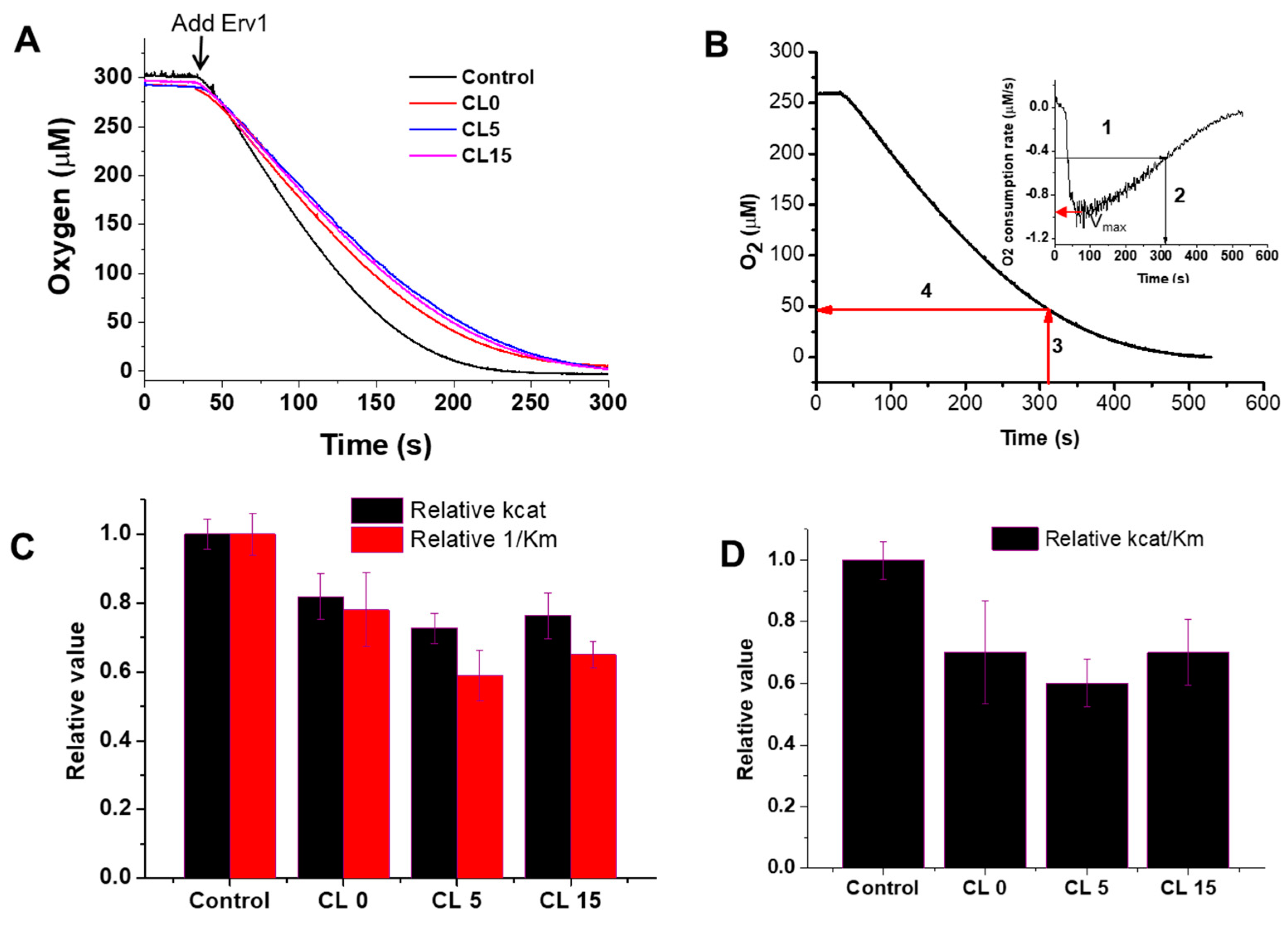 Ijms 21 09402 g004 Ijms 21 09402 g004