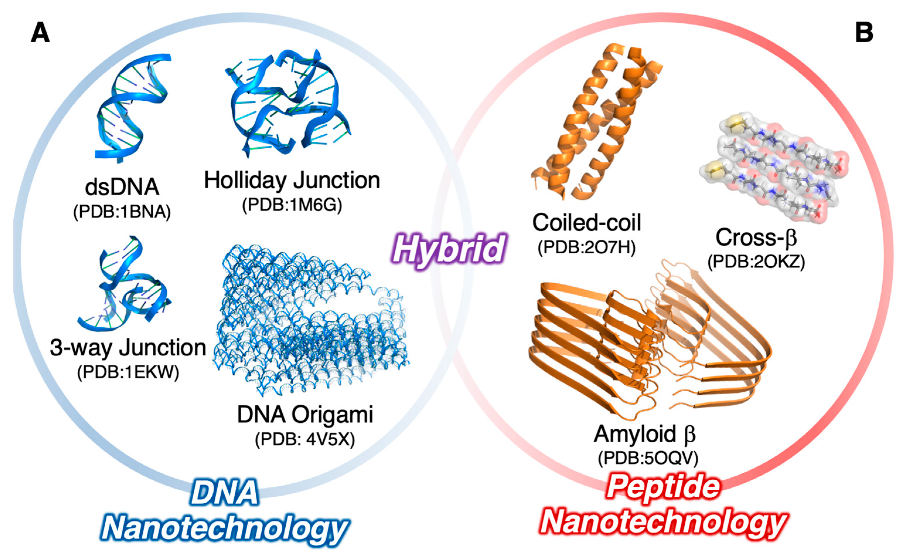 IJMS | Free Full-Text | Supramolecular Architectures of Nucleic