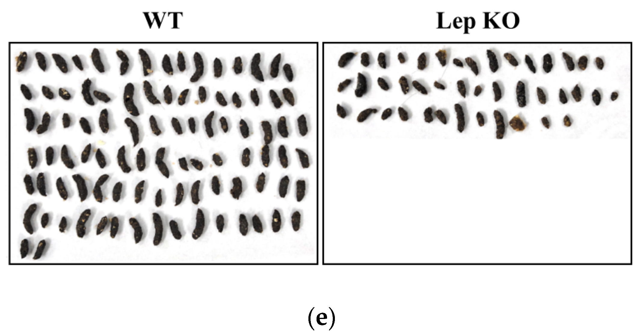 Ijms 21 09464 g002b Ijms 21 09464 g002b