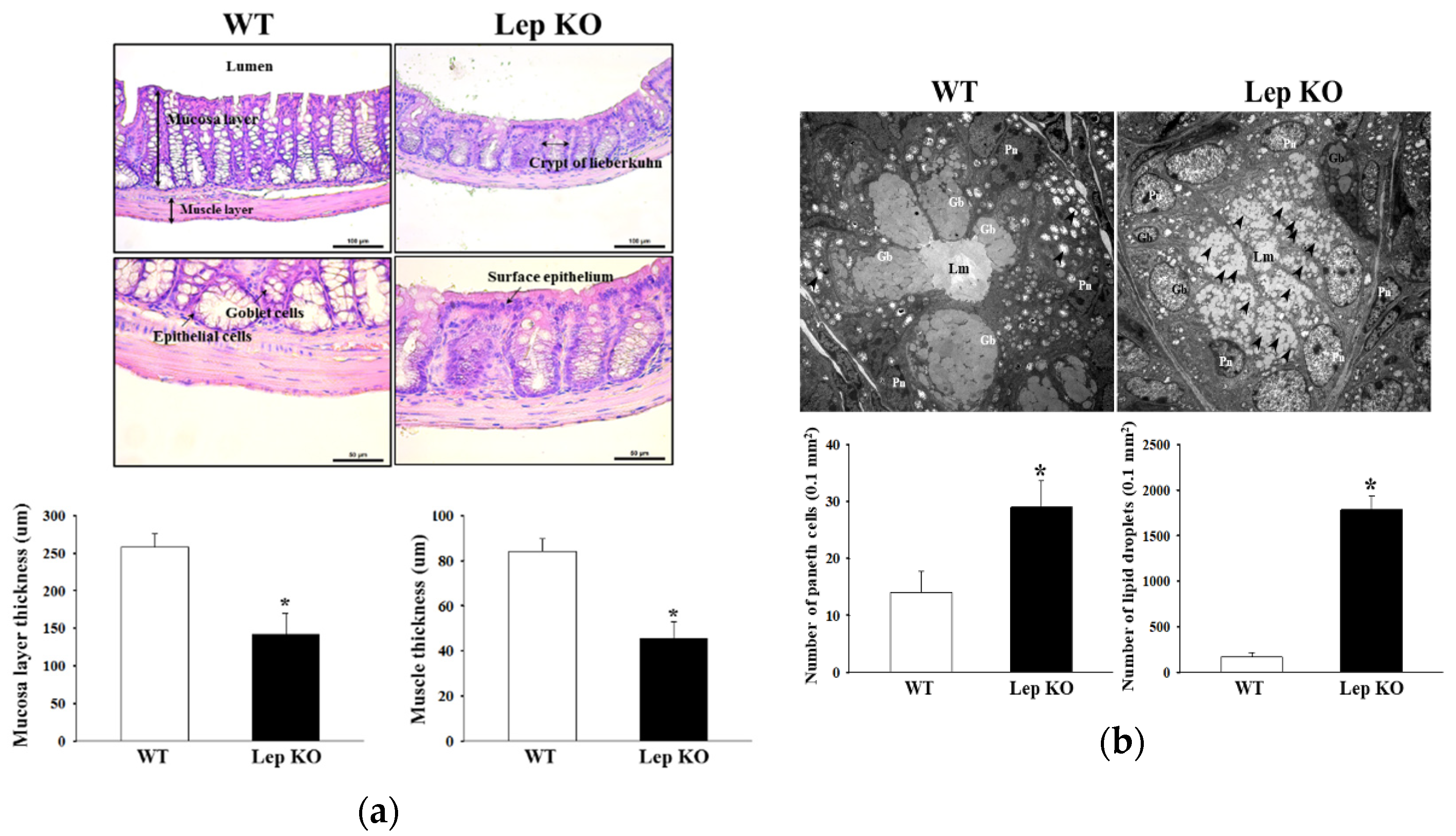 Ijms 21 09464 g004 Ijms 21 09464 g004