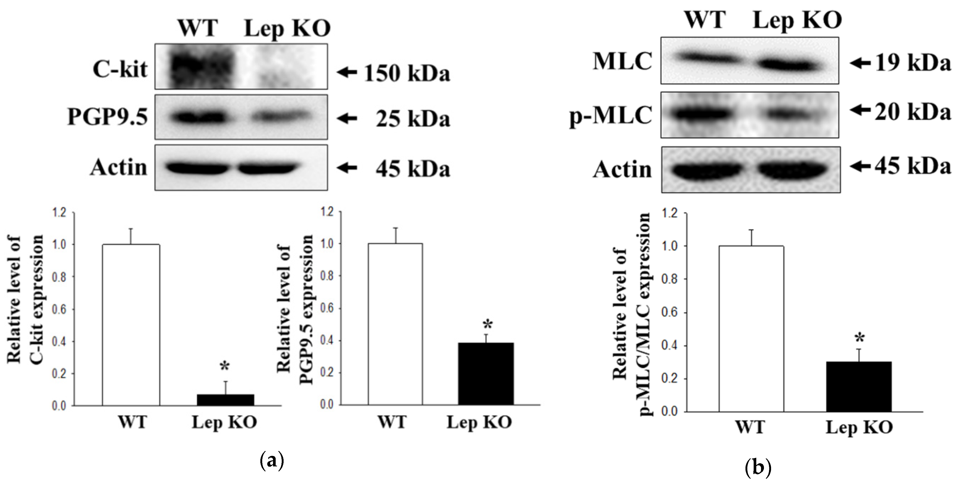 Ijms 21 09464 g007a Ijms 21 09464 g007a