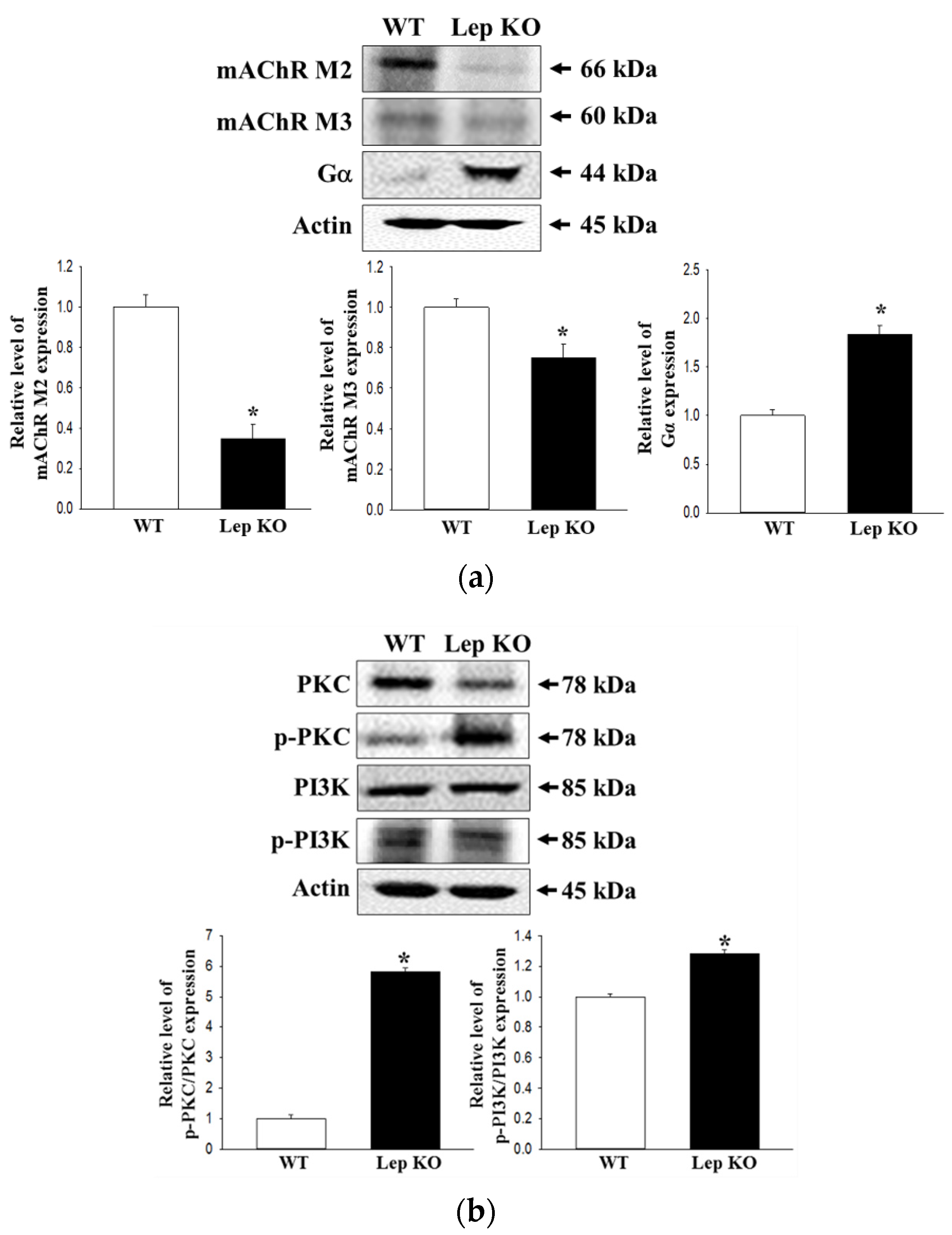 Ijms 21 09464 g008 Ijms 21 09464 g008