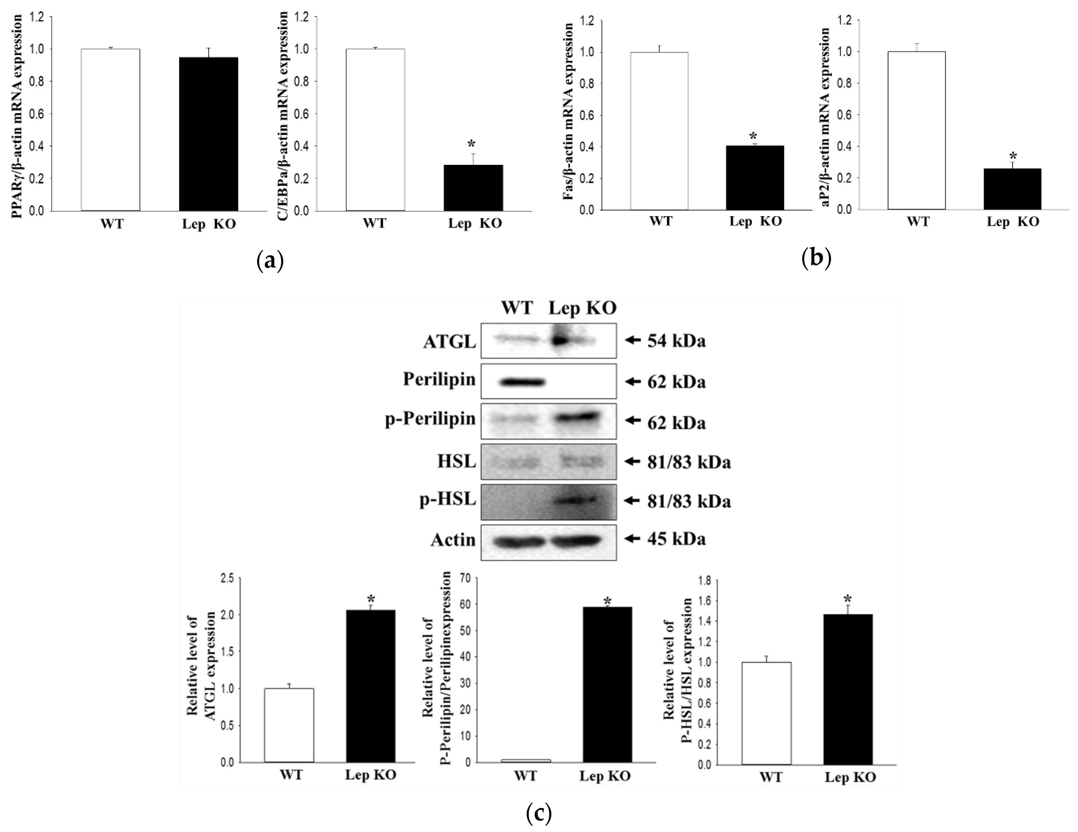 Ijms 21 09464 g009 Ijms 21 09464 g009