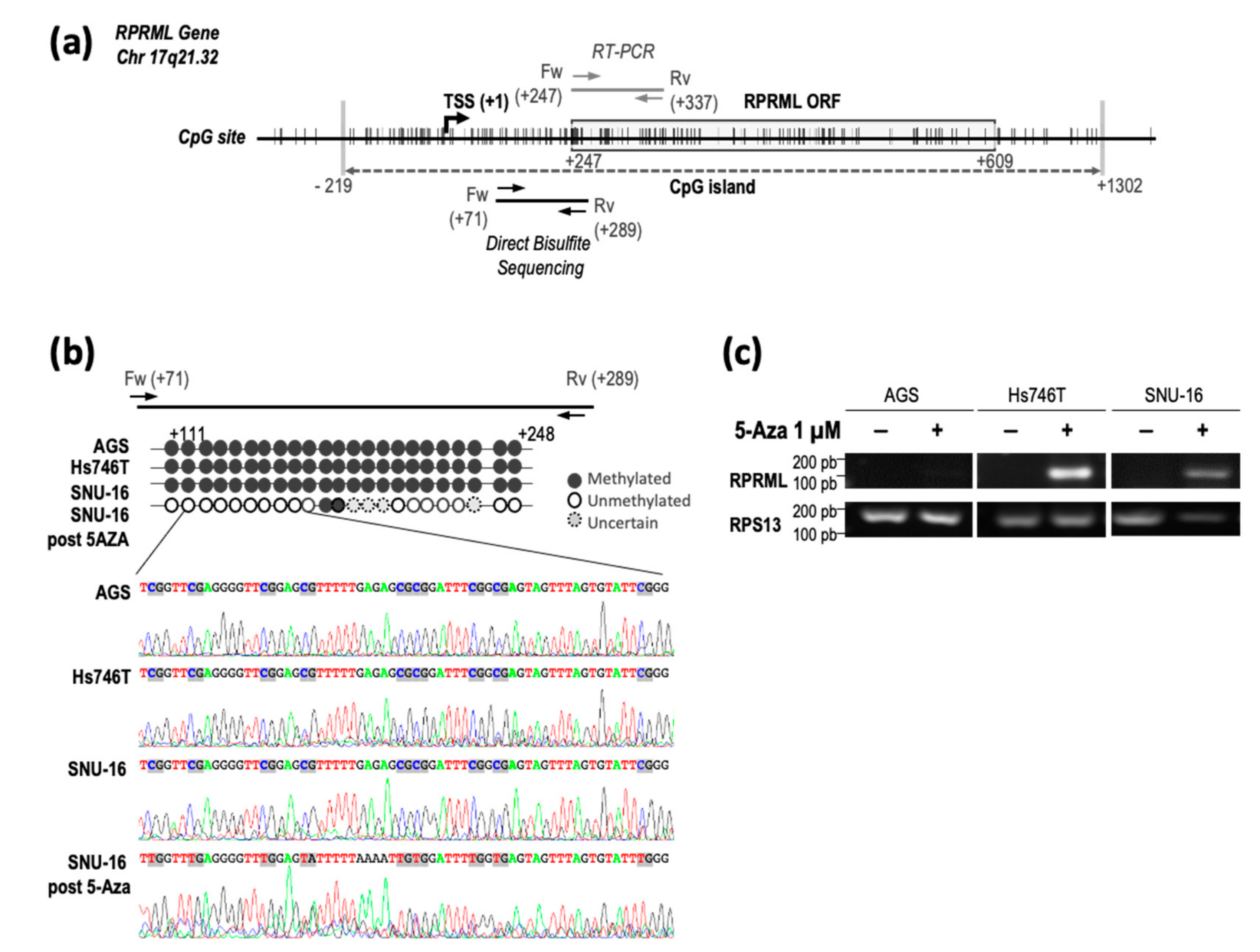 Ijms 21 09472 g003 Ijms 21 09472 g003