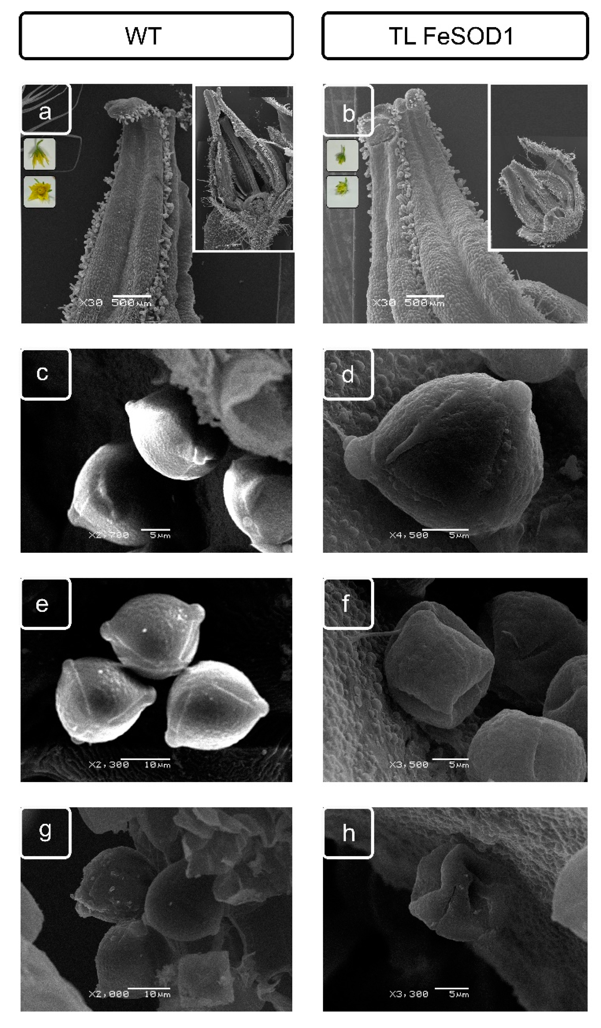 IJMS | Free Full-Text | Possible Role of Crystal-Bearing Cells in