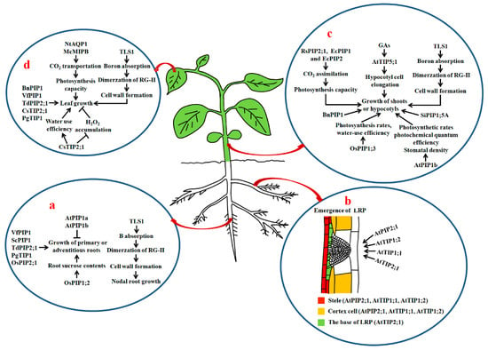 IJMS | Free Full-Text | Versatile Roles of Aquaporins in Plant Growth ...