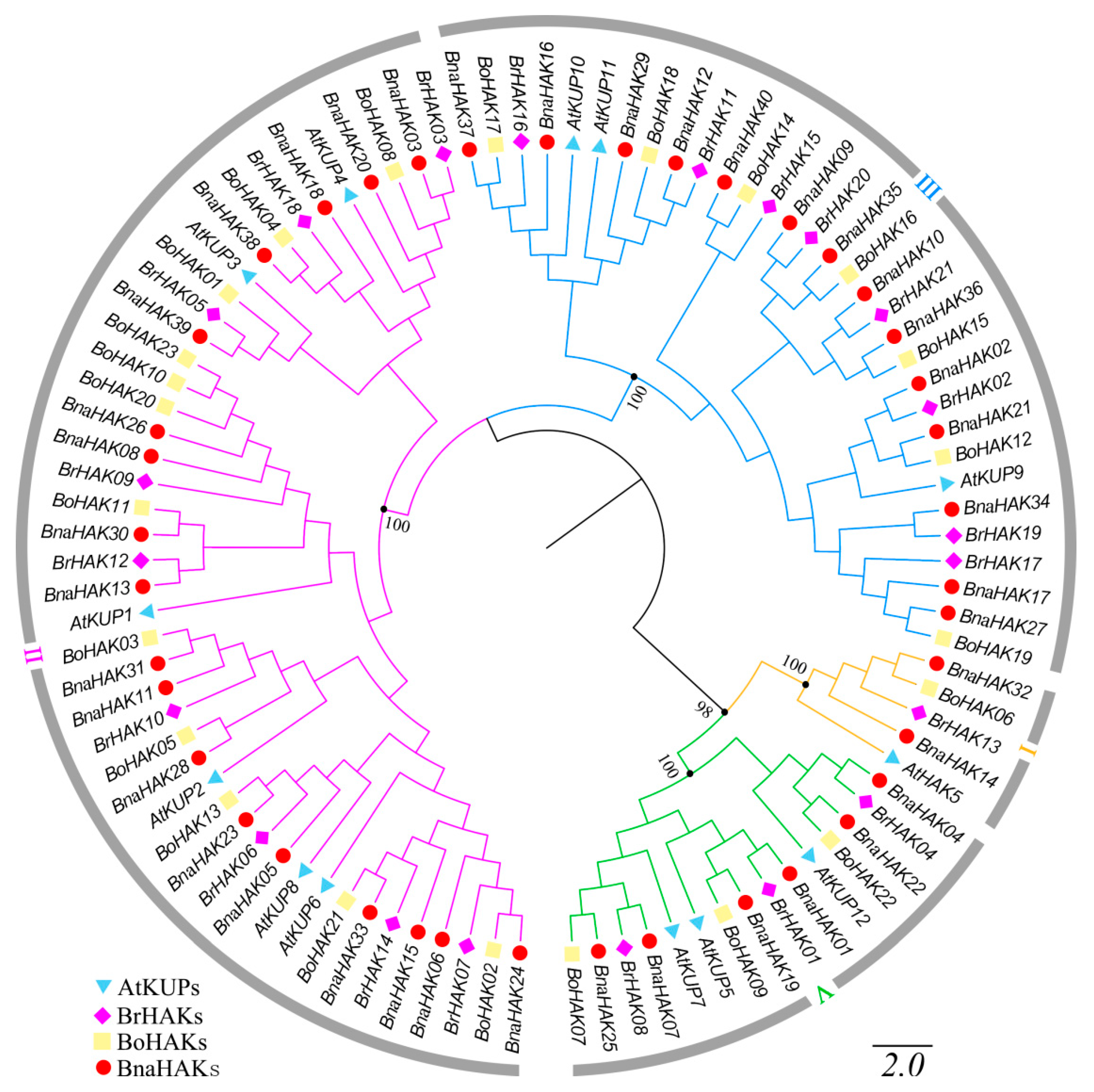 IJMS | Free Full-Text | Genome-Wide Survey and Expression Analysis of the  KT/HAK/KUP Family in Brassica napus and Its Potential Roles in the Response  to K+ Deficiency