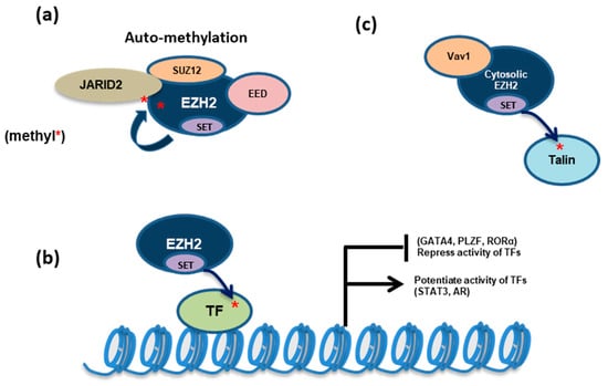 IJMS | Free Full-Text | No Easy Way Out For EZH2: Its Pleiotropic ...